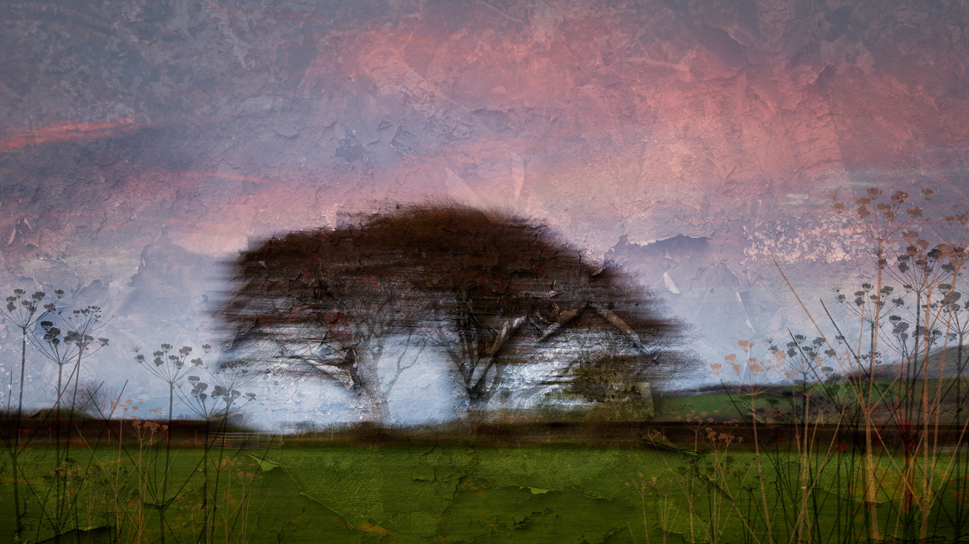 Trees & Fields