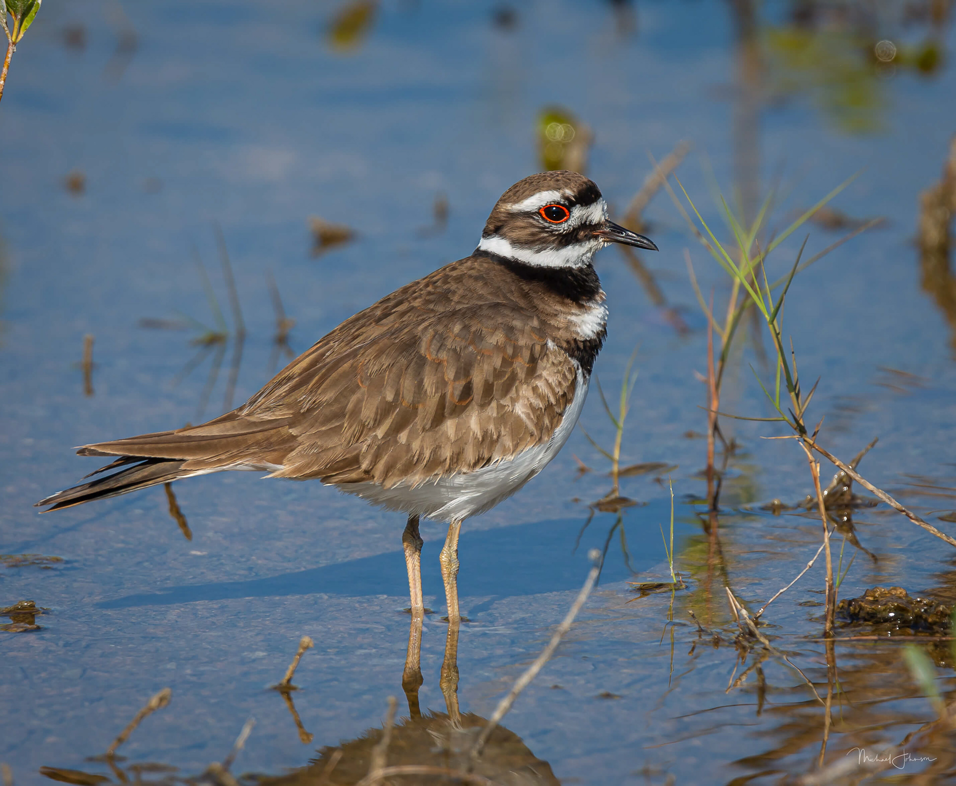 Killdeer