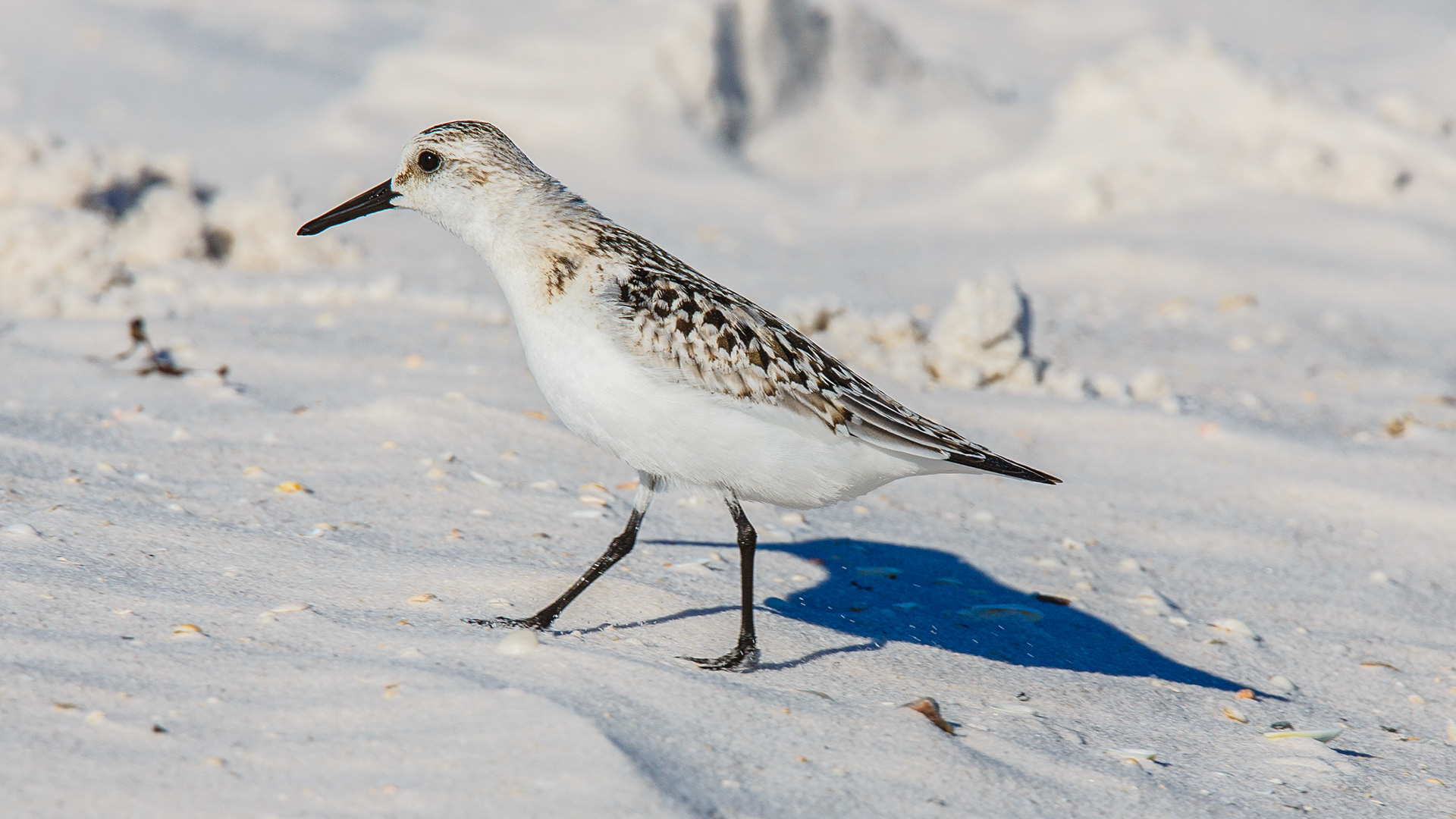 Sanderling