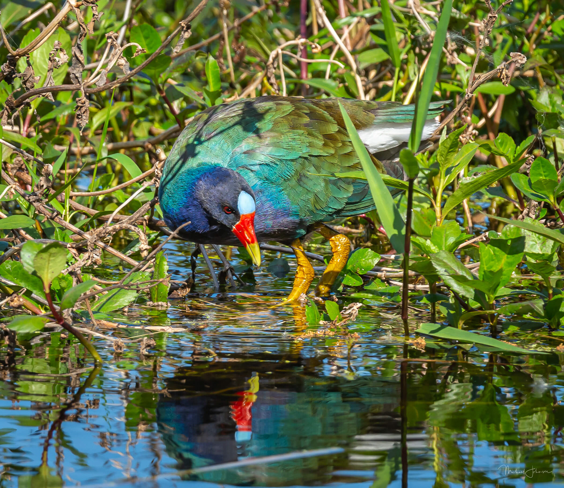 Purple Gallinule