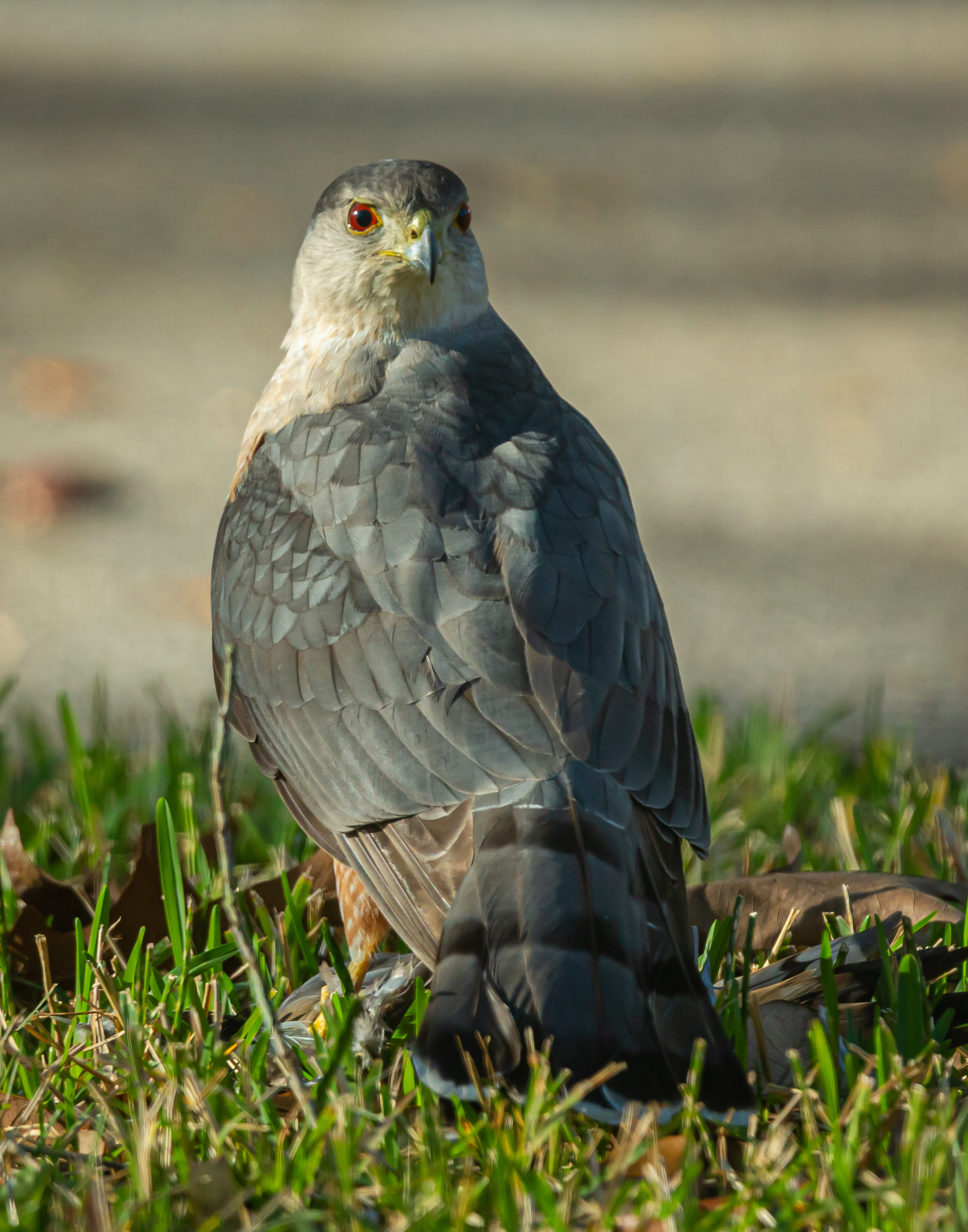 Cooper's Hawk
