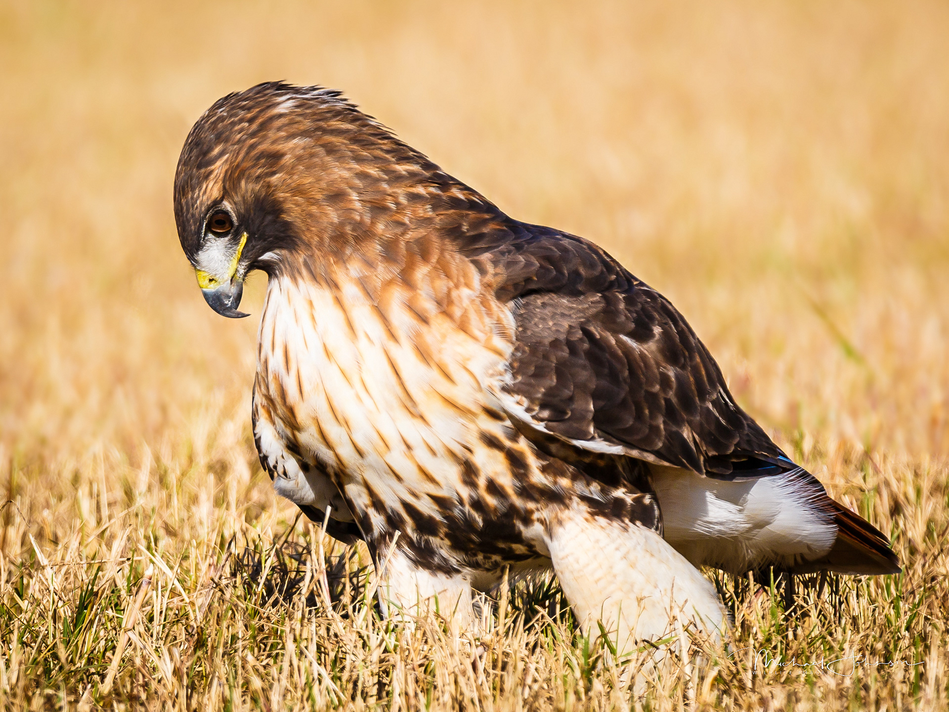Red-tailed Hawk
