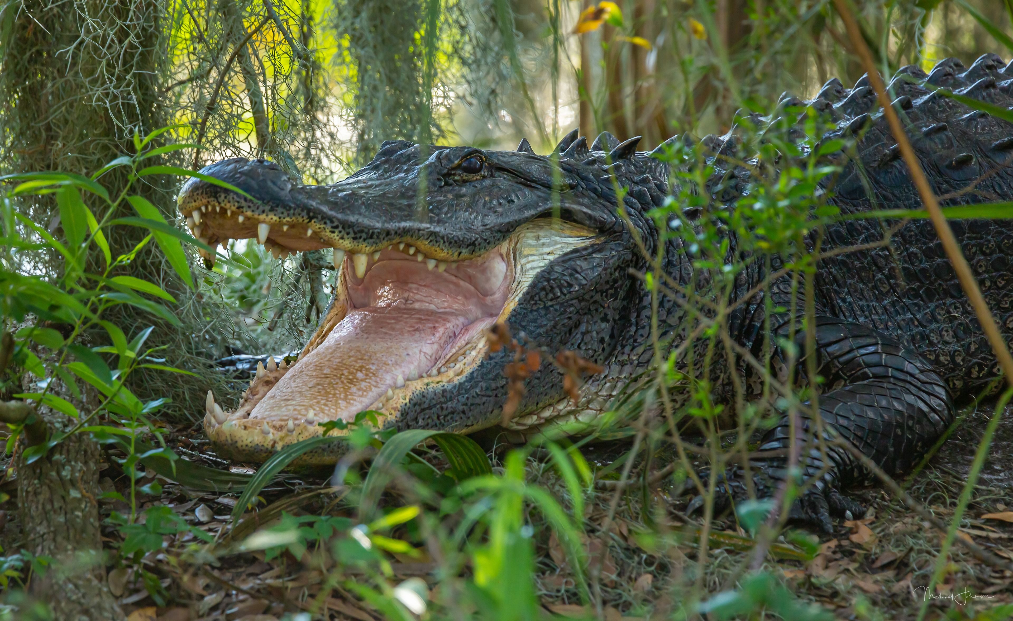 American Alligator