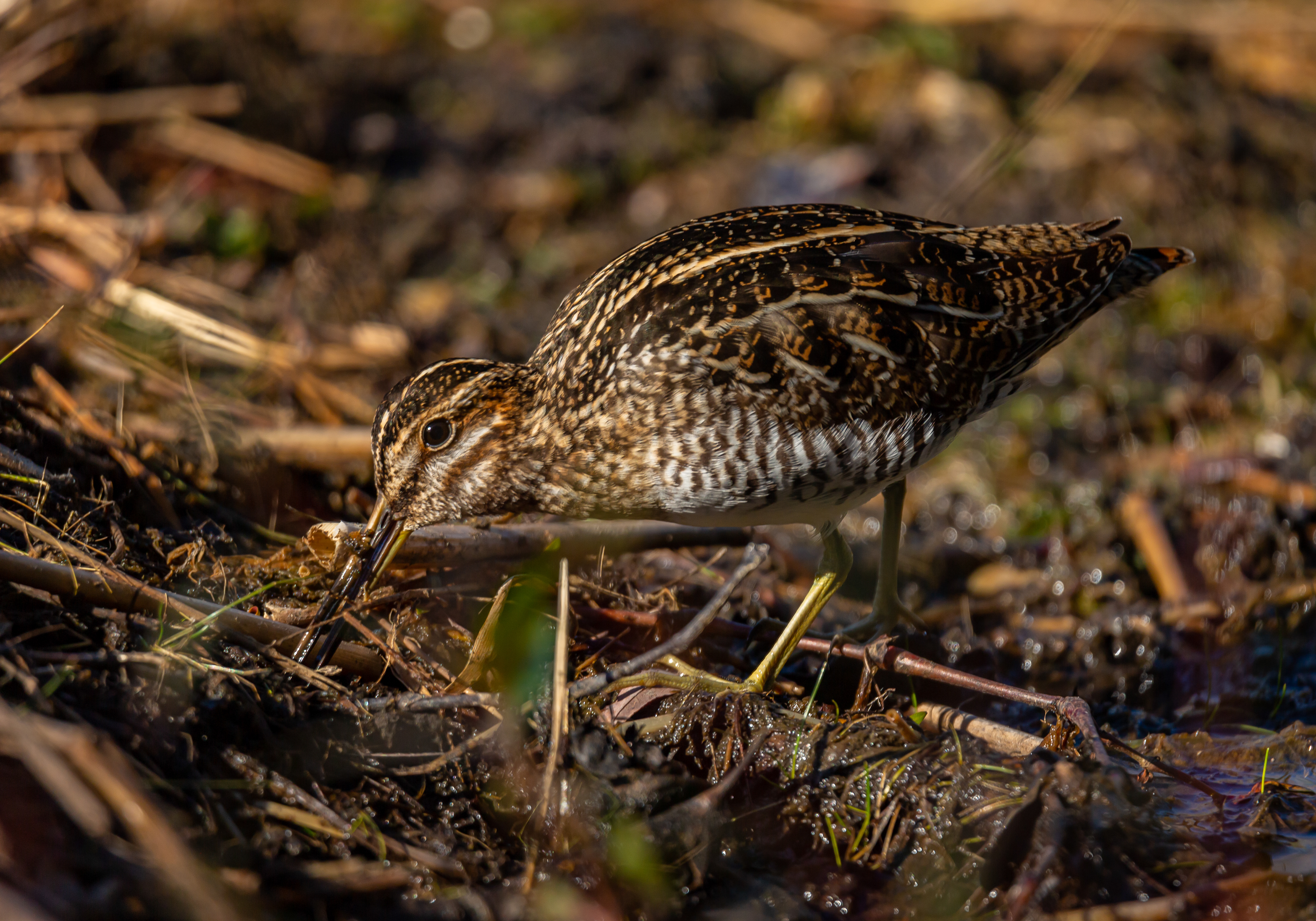 Wilson's Snipe