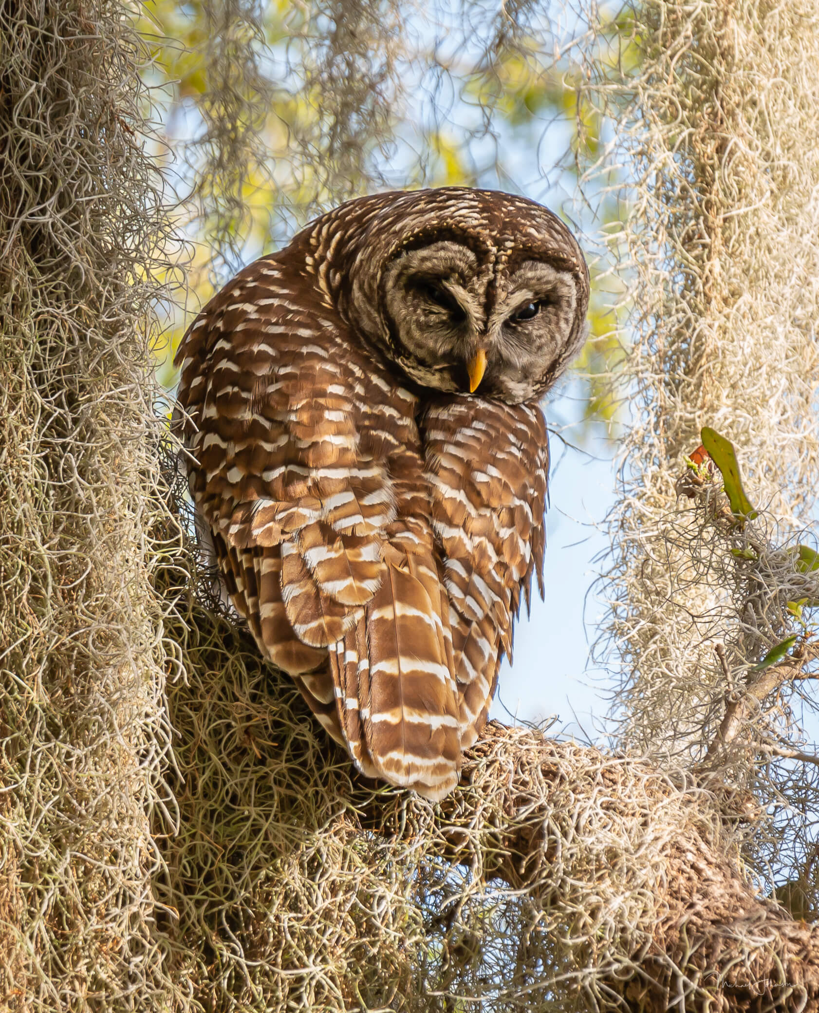 Barred Owl