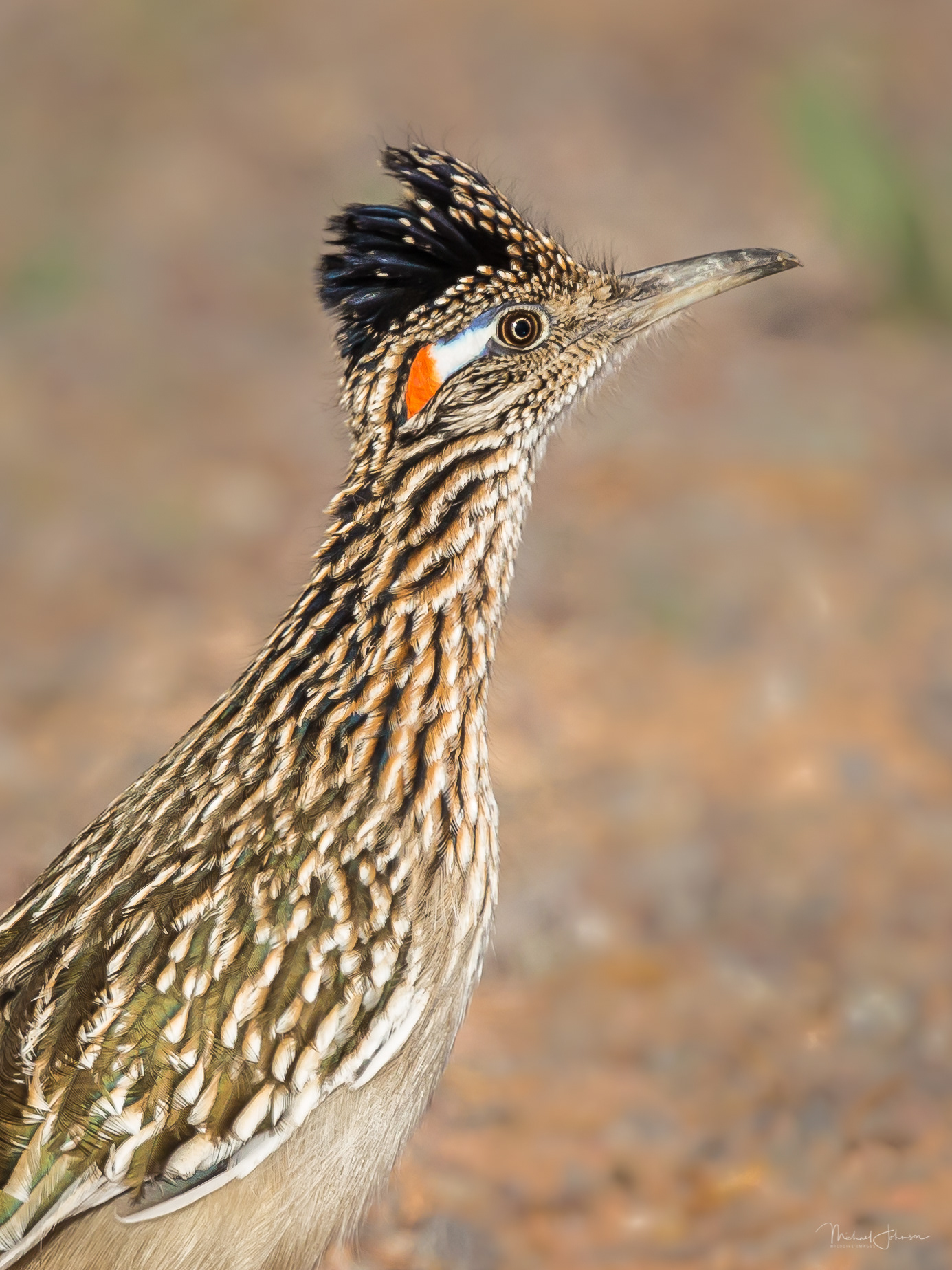 Greater Roadrunner