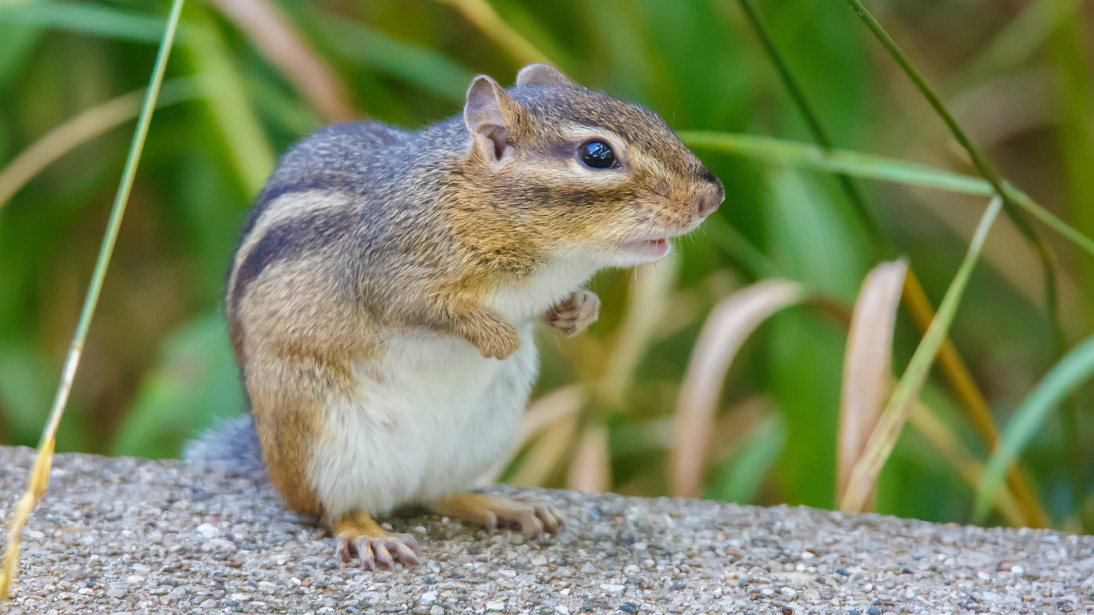 Chipmunk