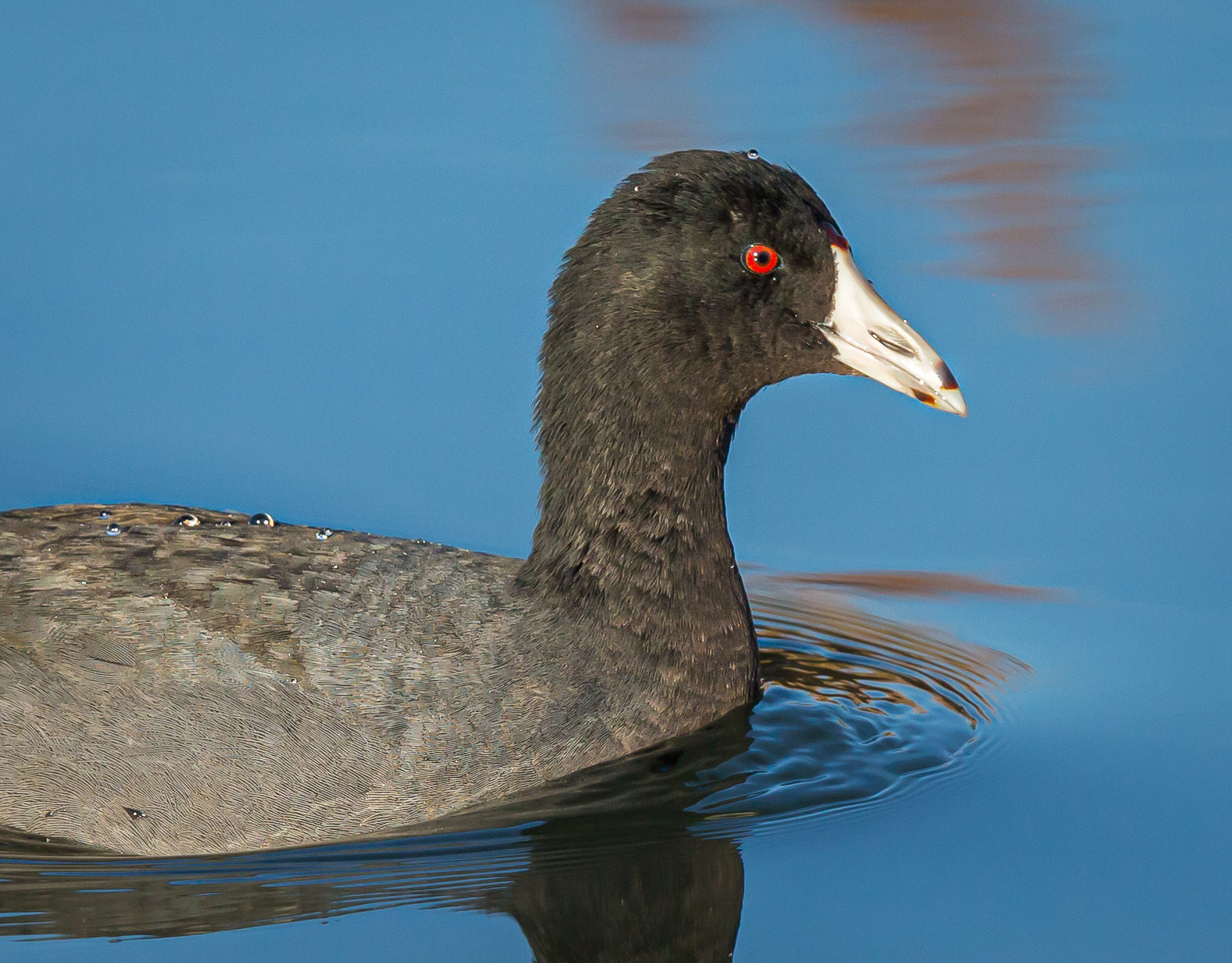 American Coot