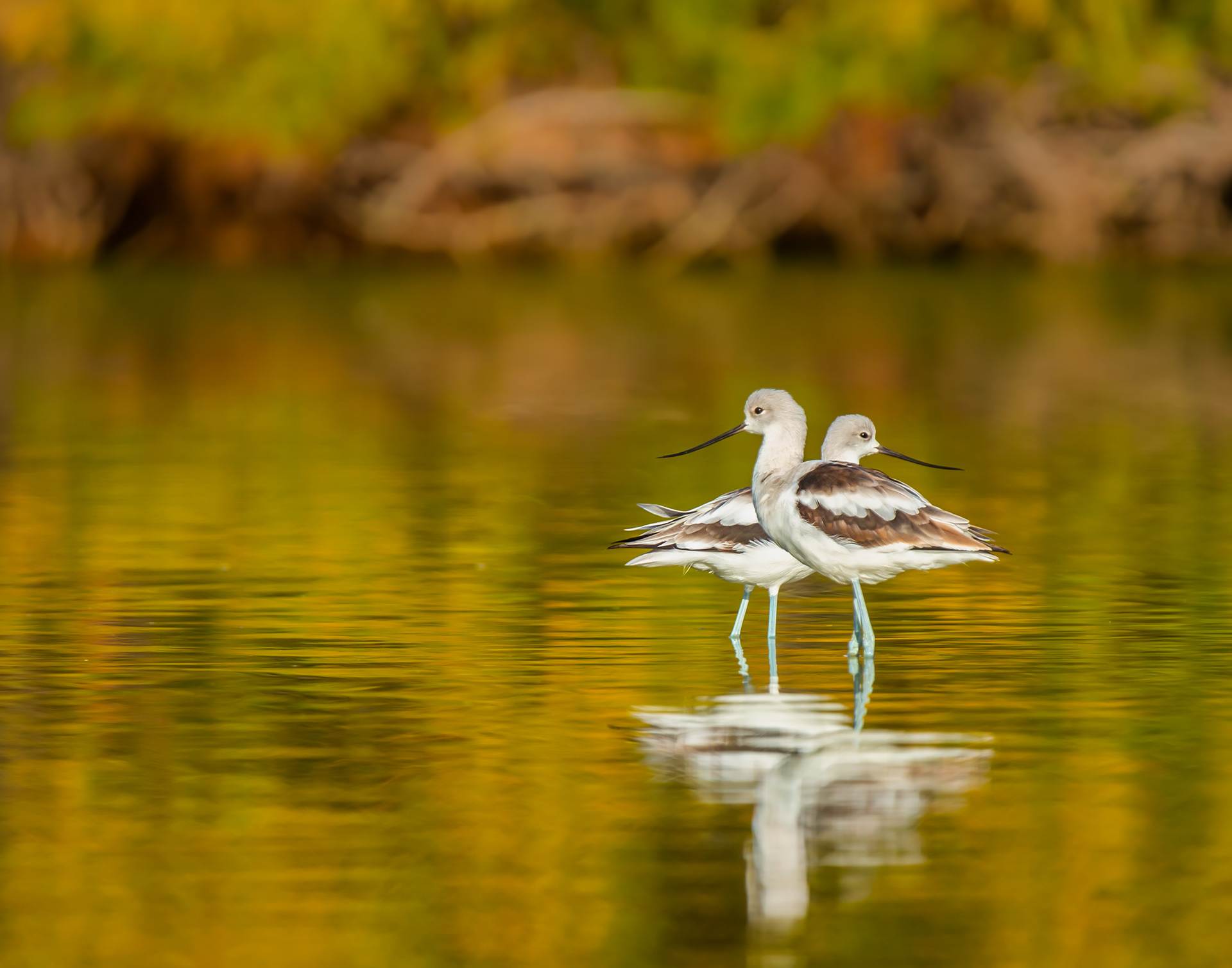 American Avocet