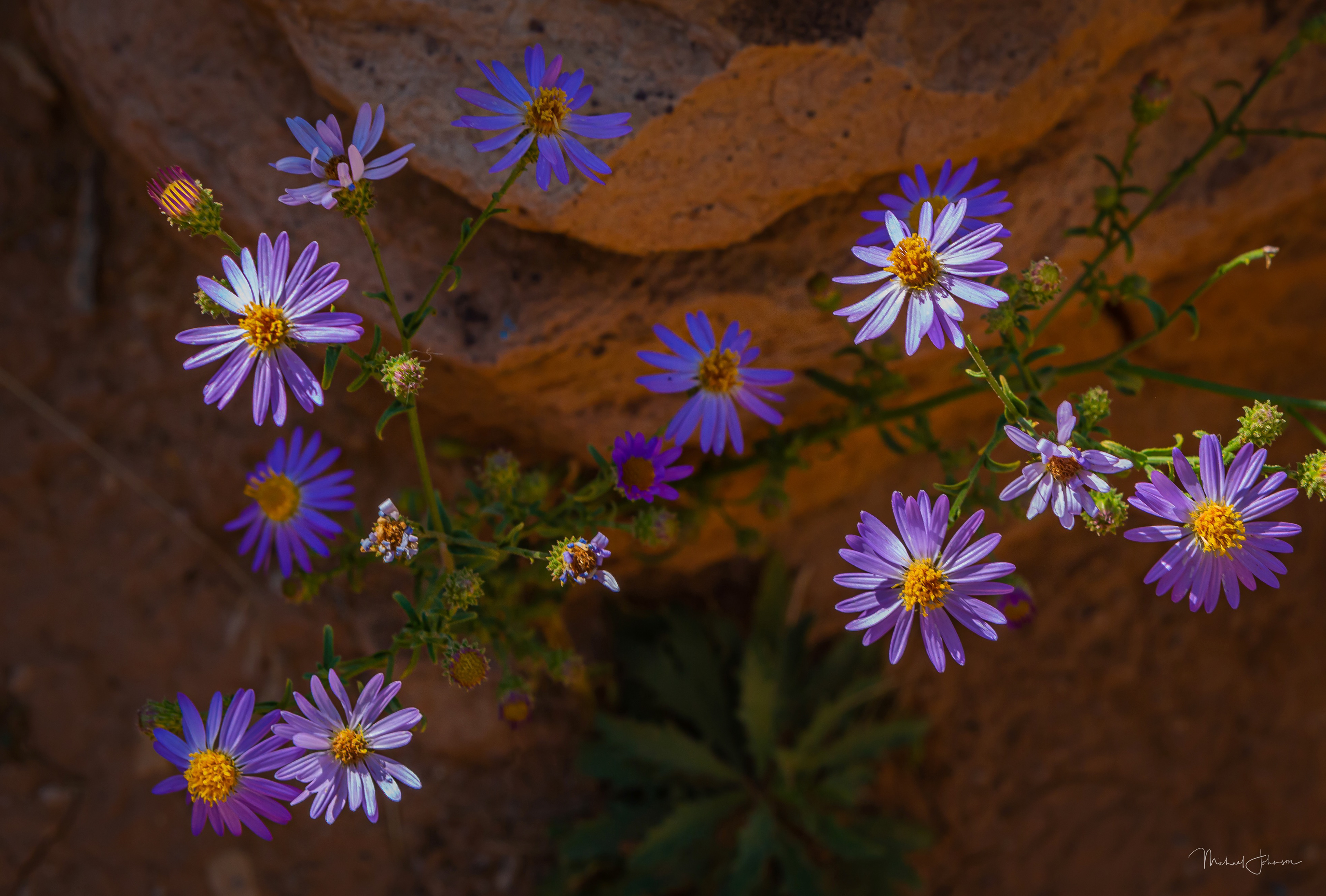 Wildflowers