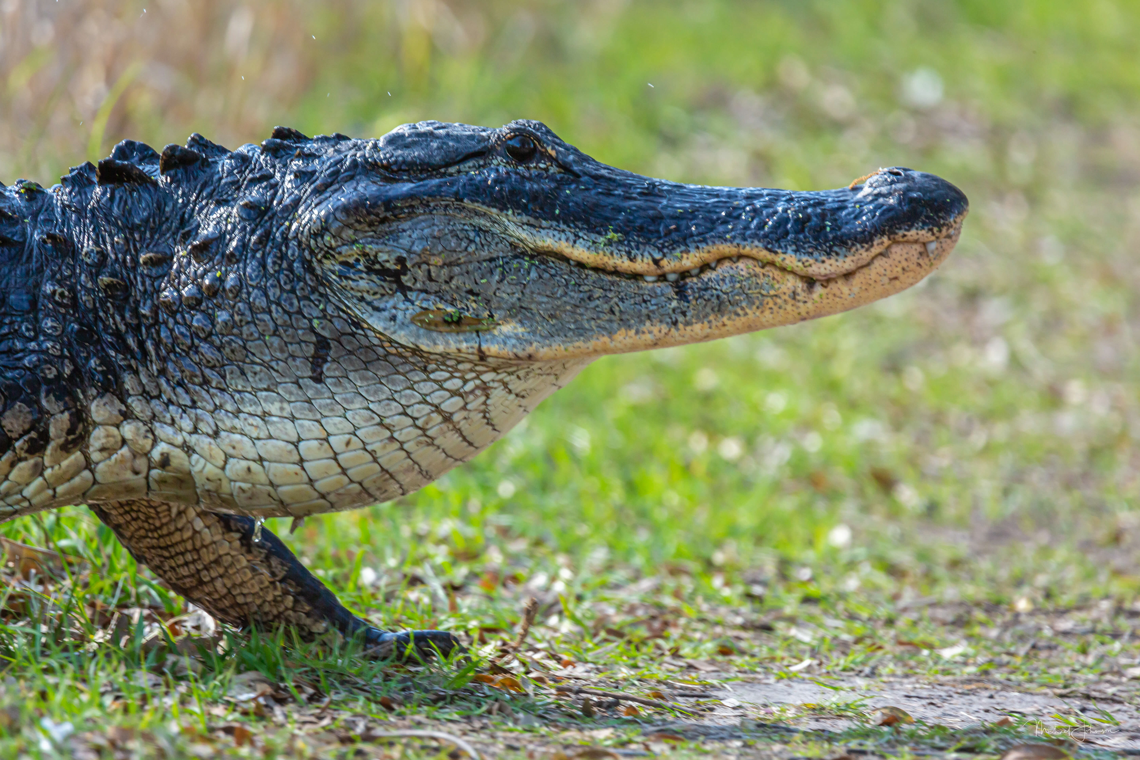 American Alligator