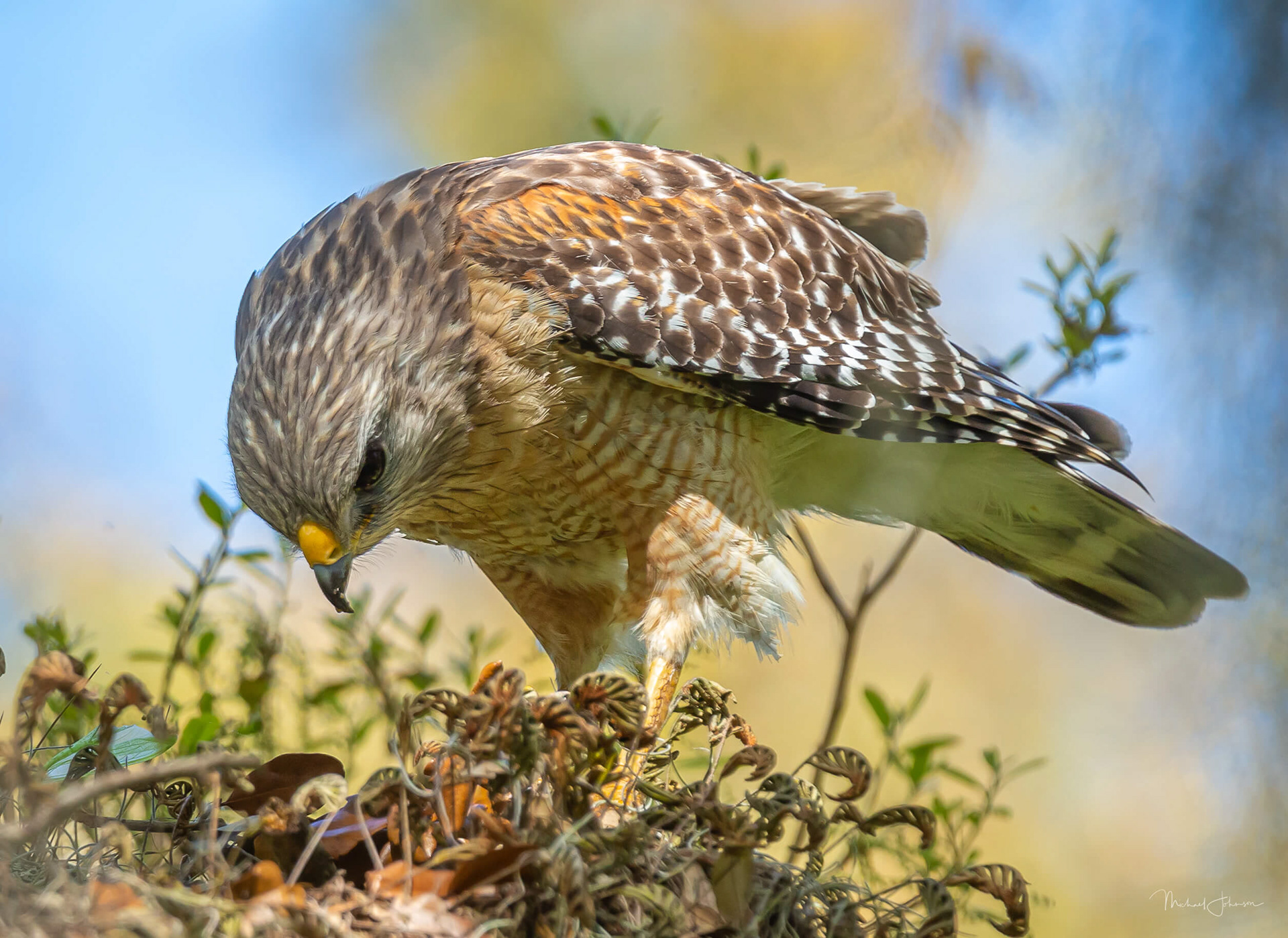 Red-shouldered Hawk
