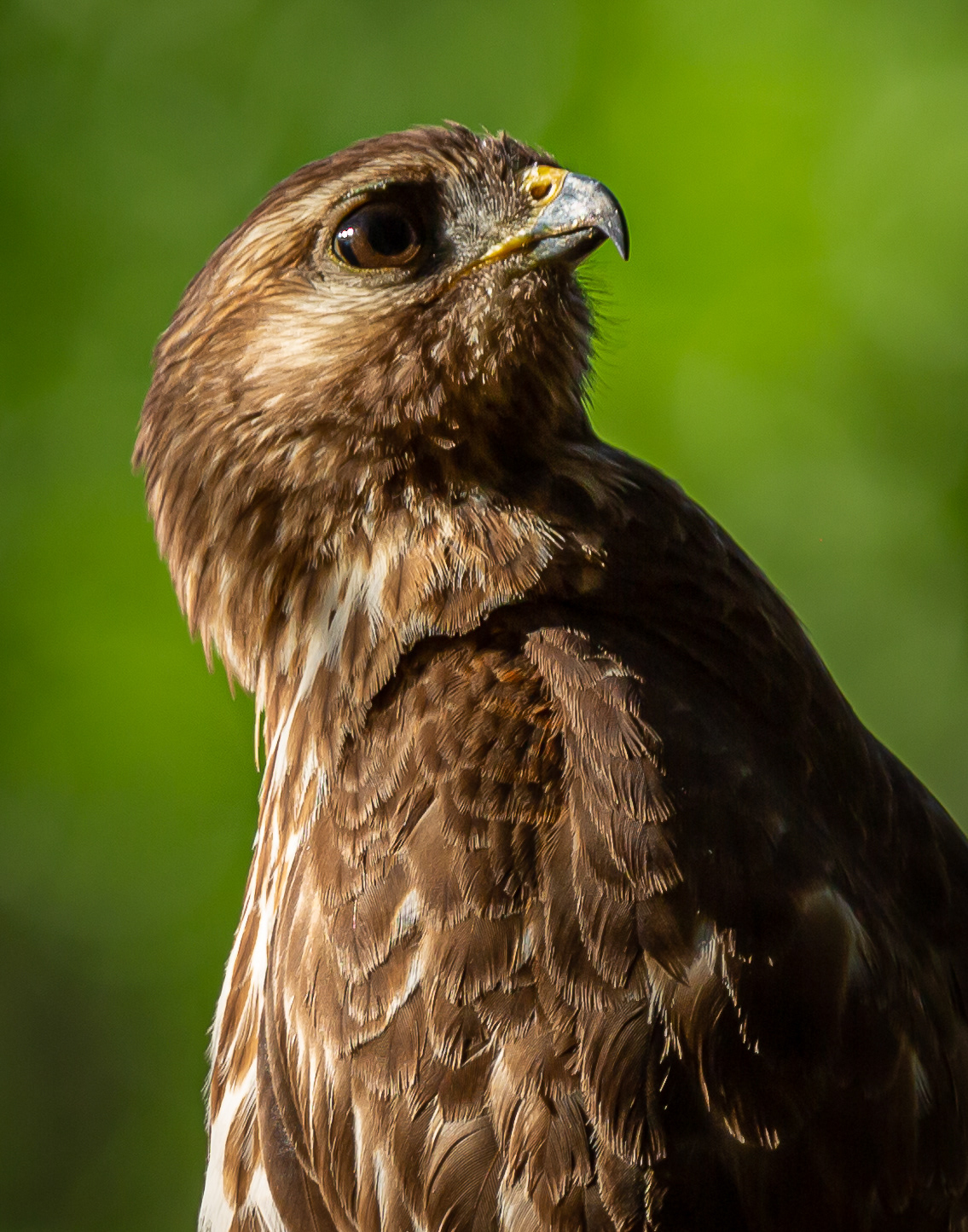 Red-shouldered Hawk