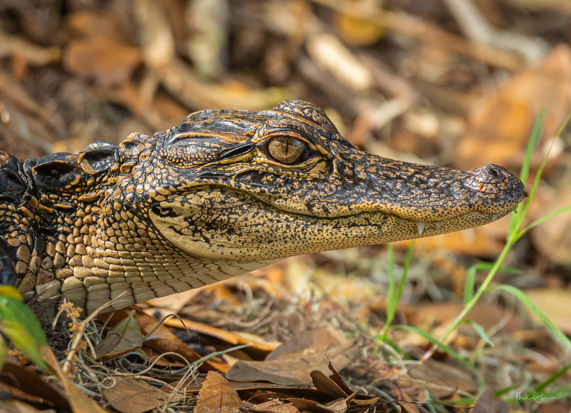 American Alligator