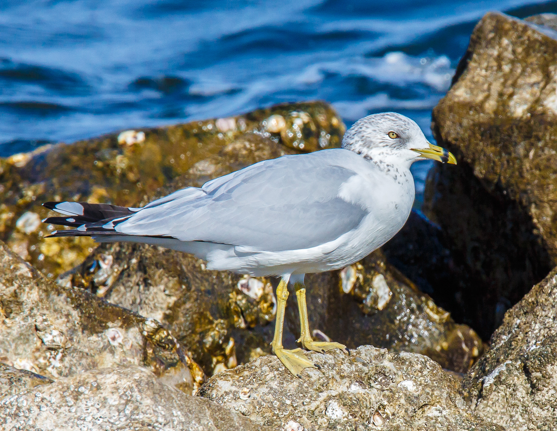 Ring-billed Gull