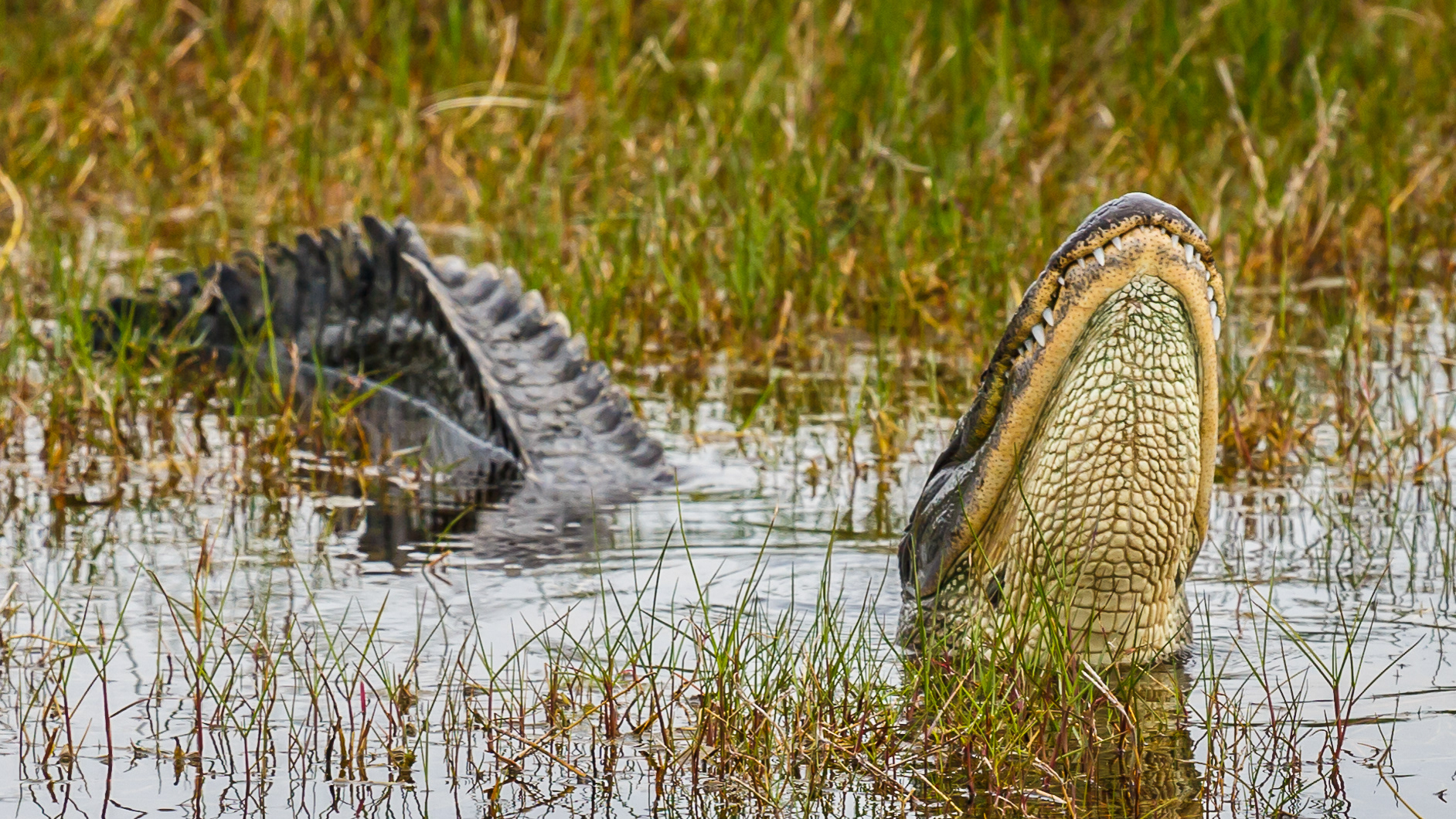 American Alligator