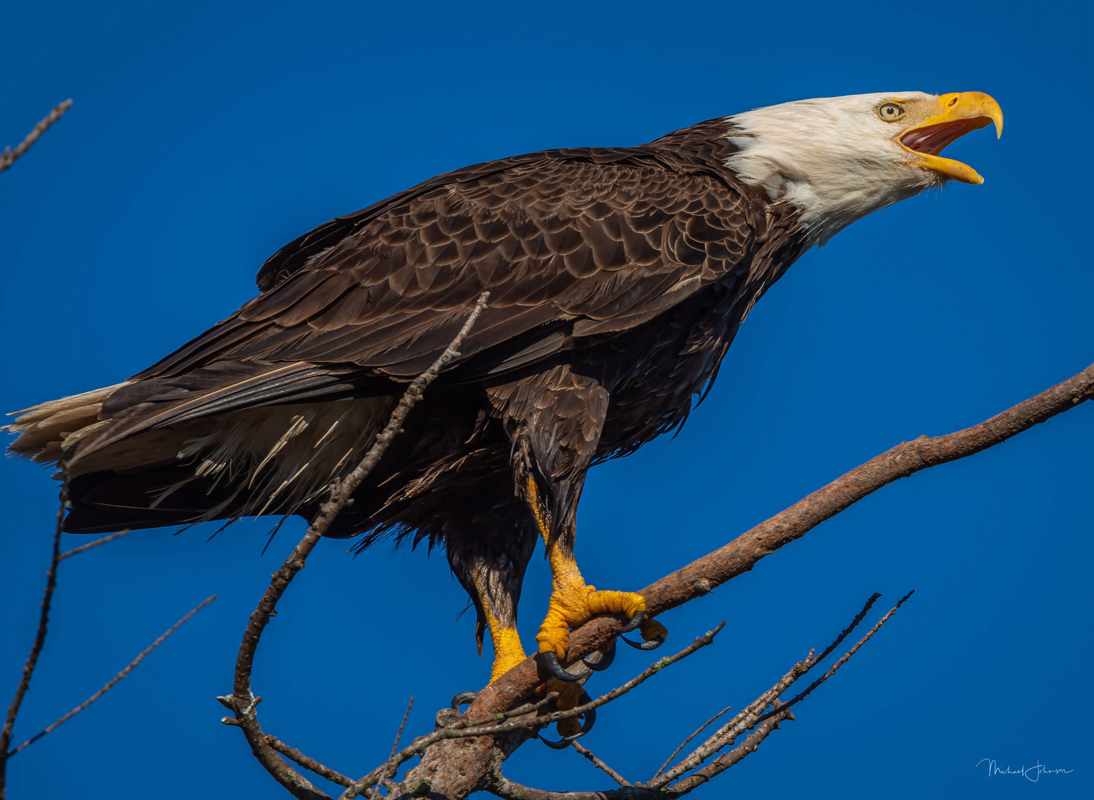 Bald Eagle