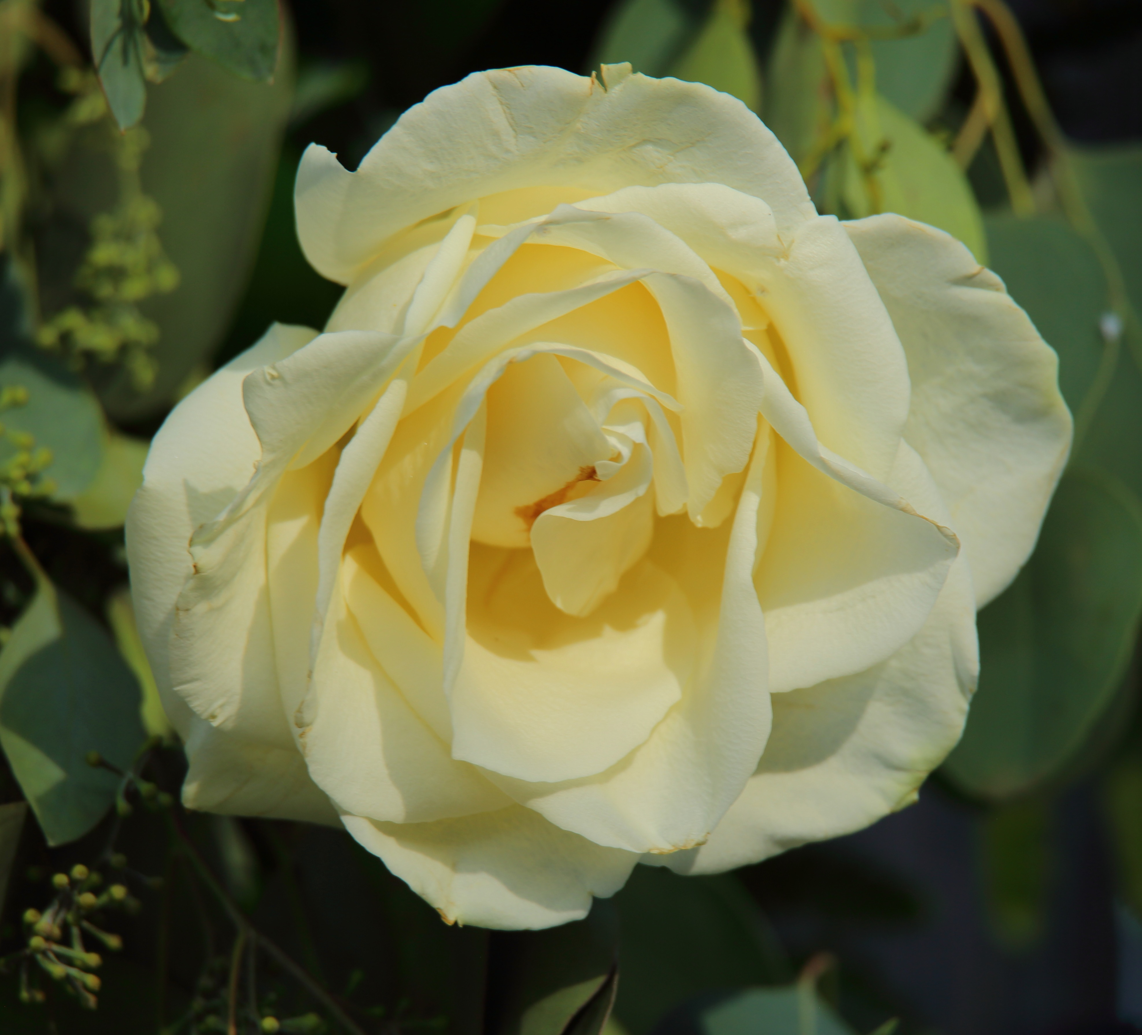 Yellow Rose of Texas