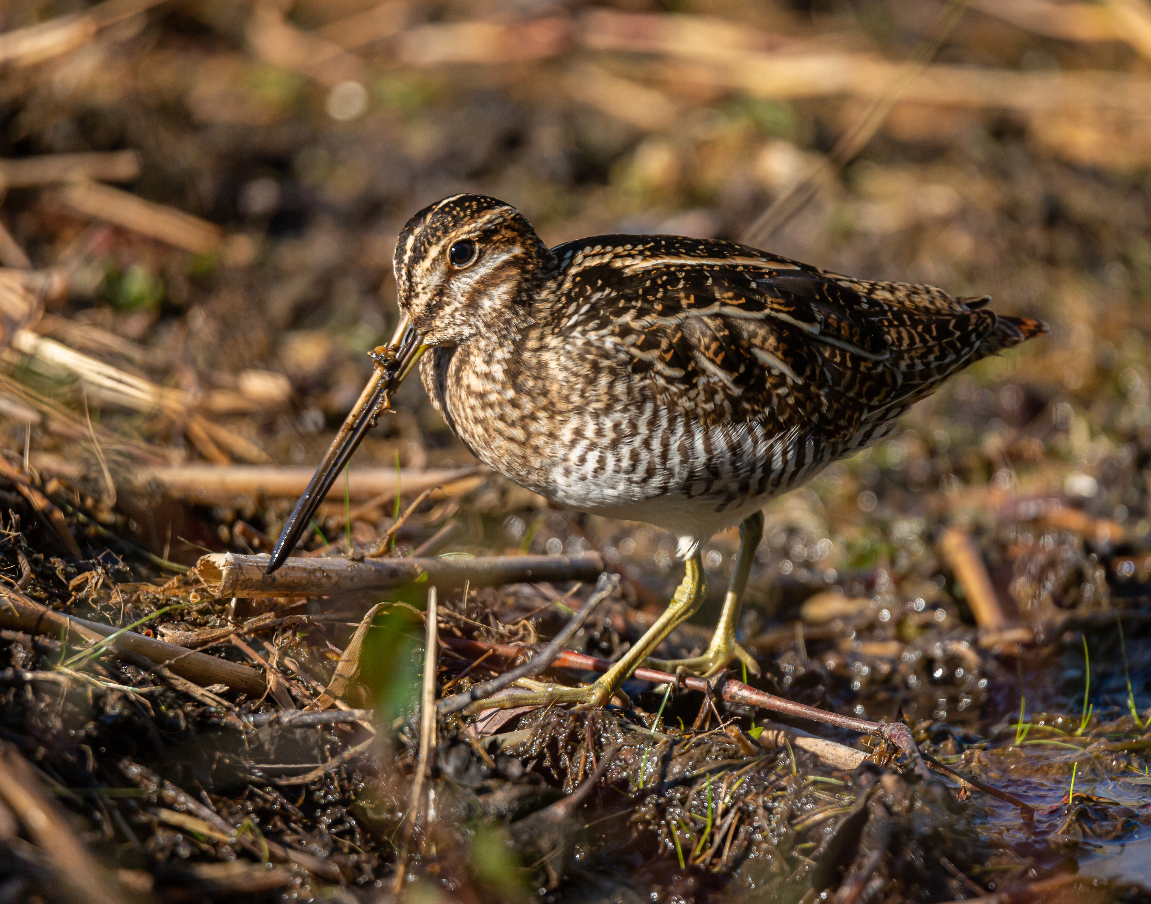 Wilson's Snipe
