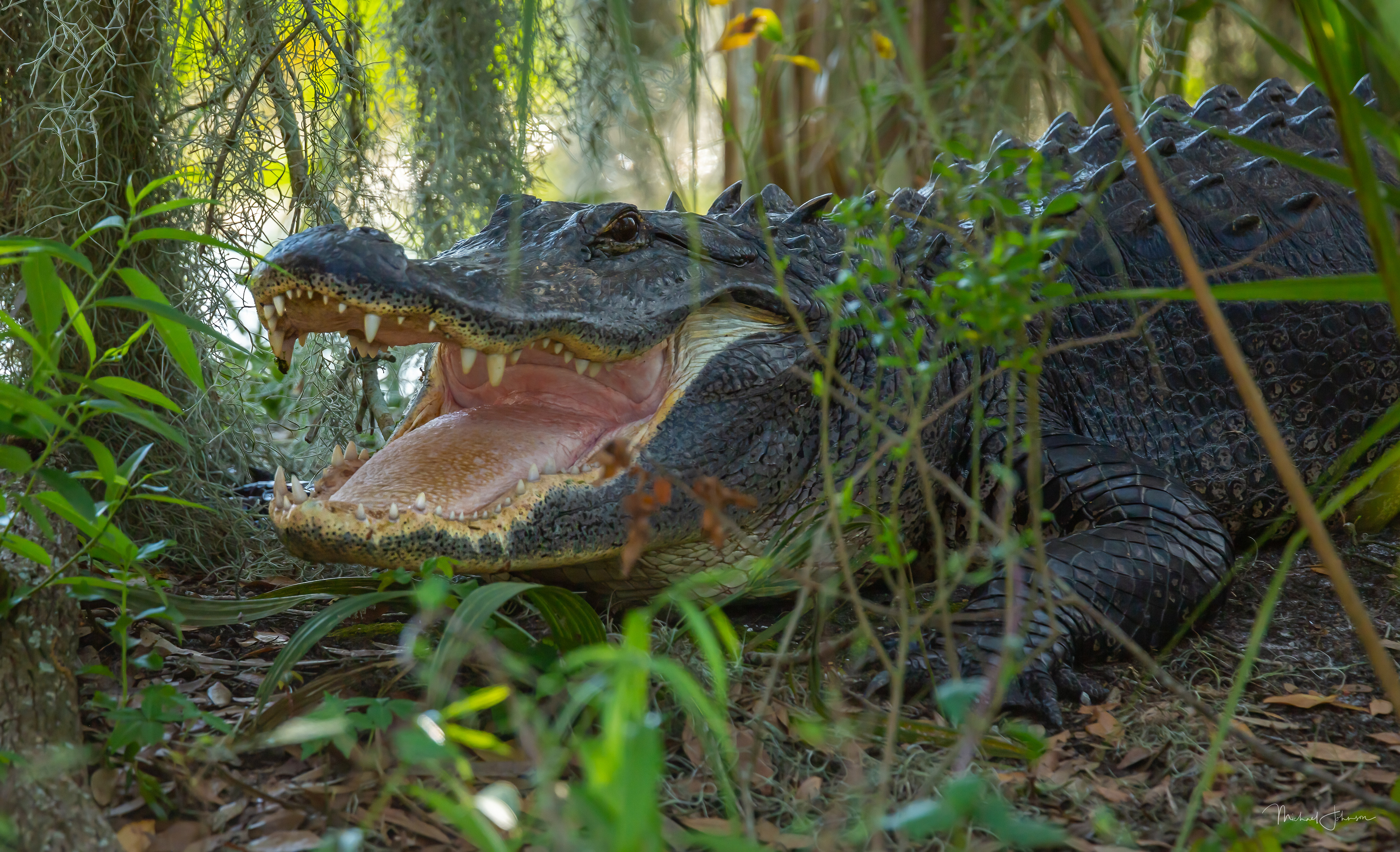 American Alligator