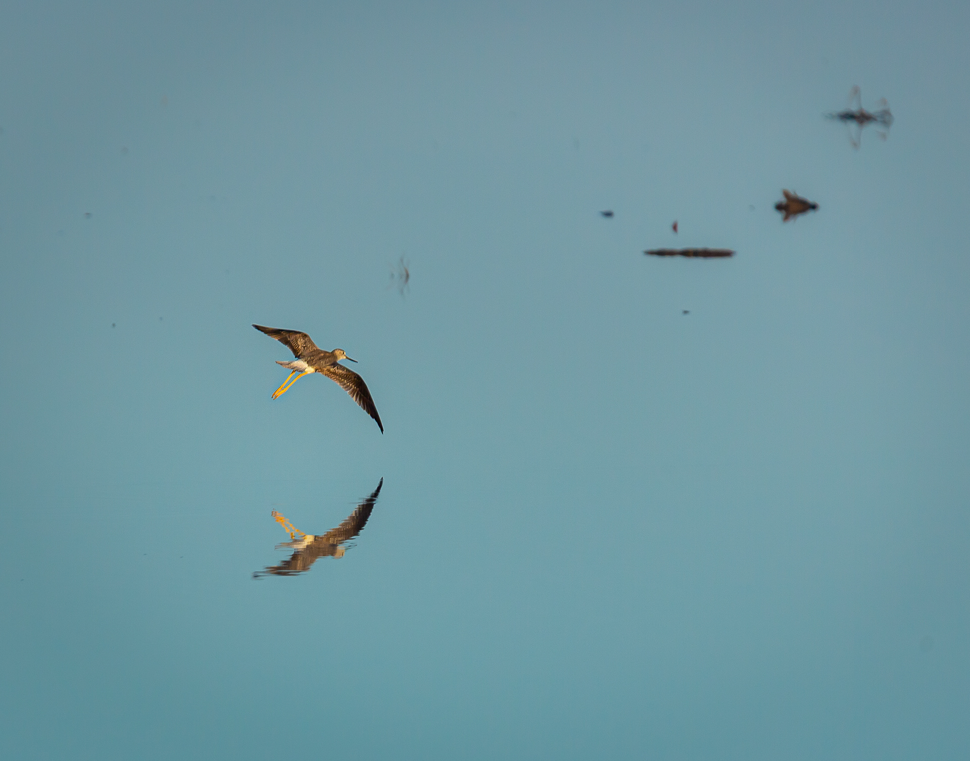 Greater Yellowlegs