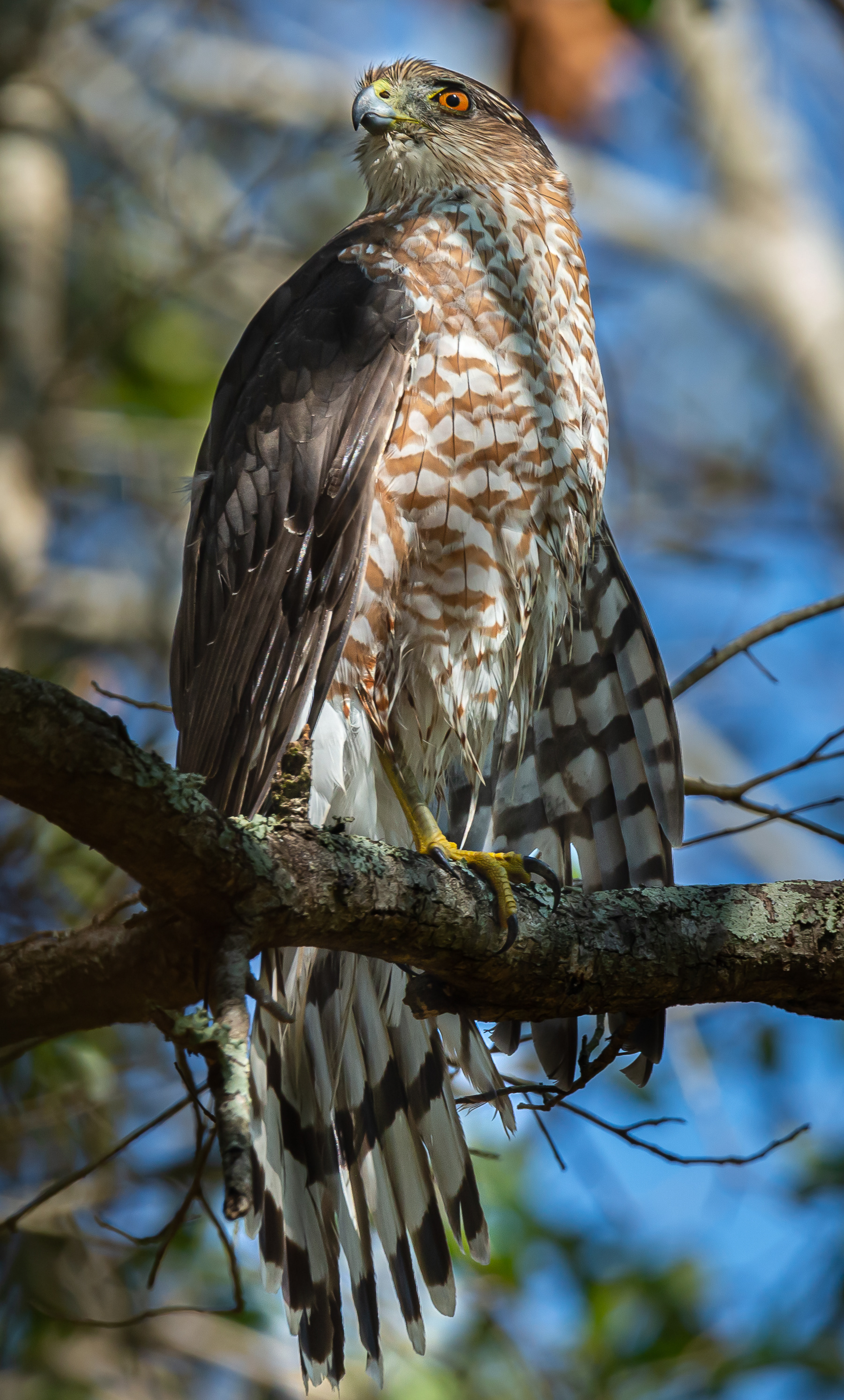 Cooper's Hawk