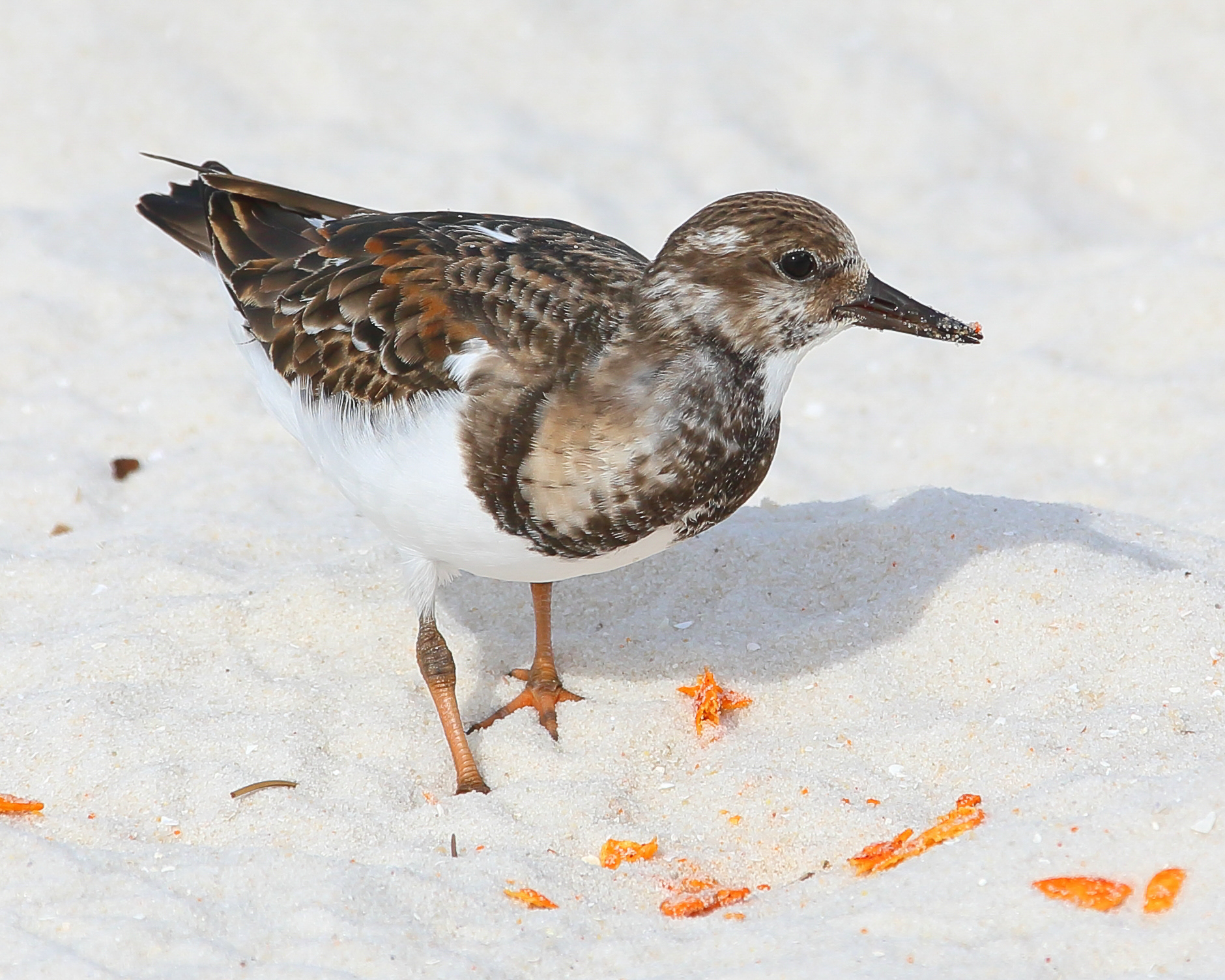 Ruddy Turnstone