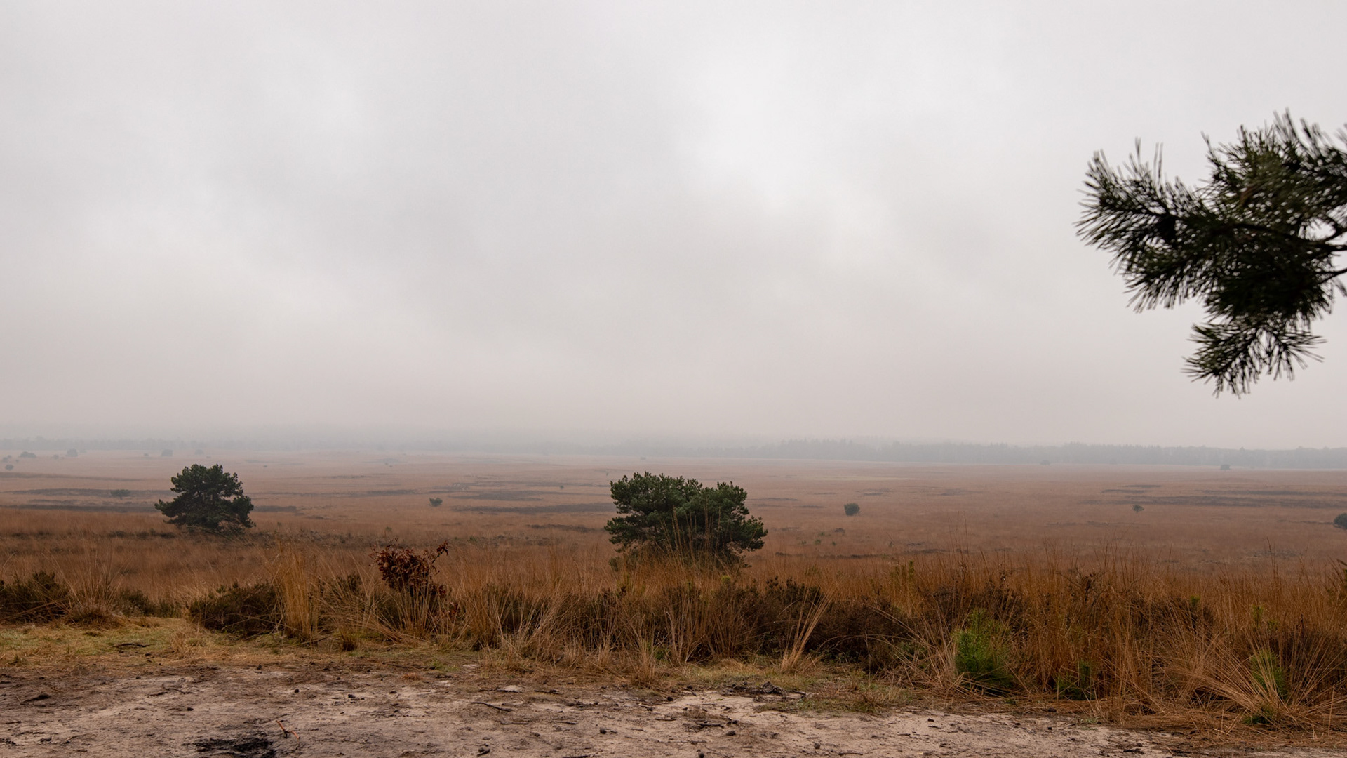 Asselse heide