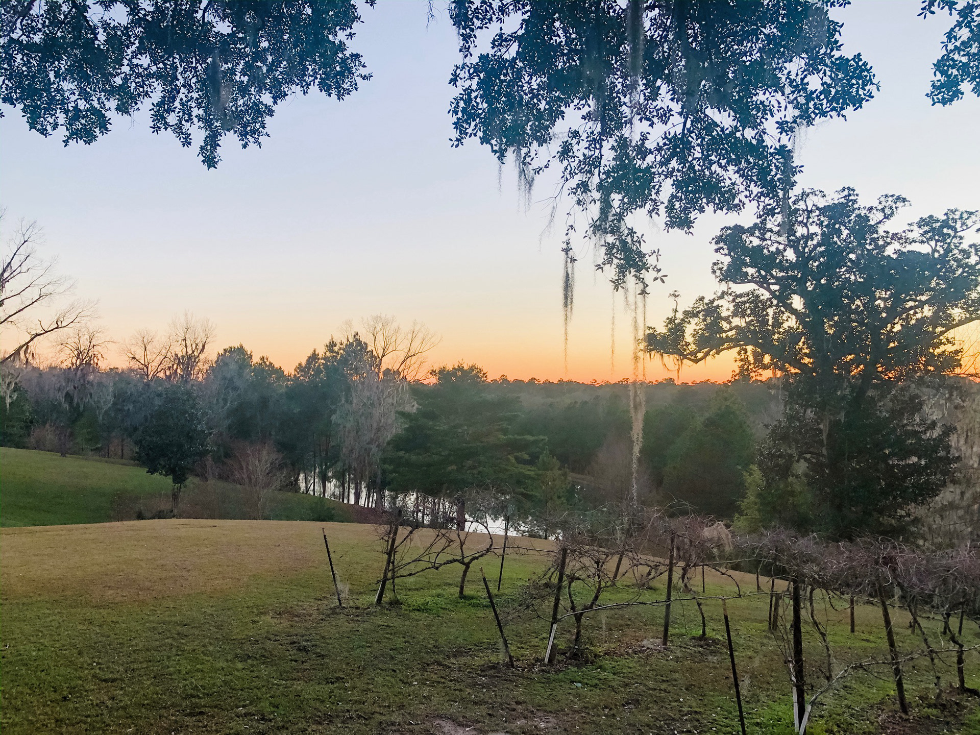 Sunset from the grapevines (winter)