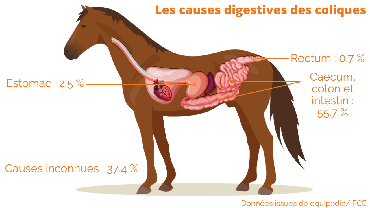 Coliques du cheval : symptômes, causes et traitements - Classequine