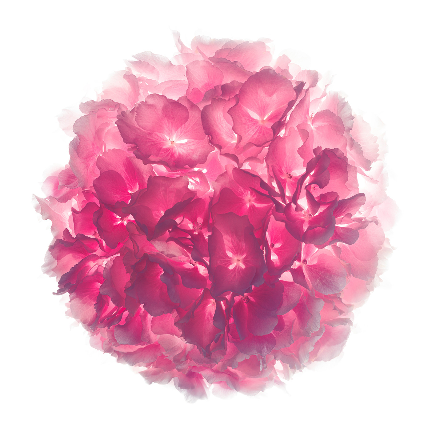 Quand l'hortensia explose.