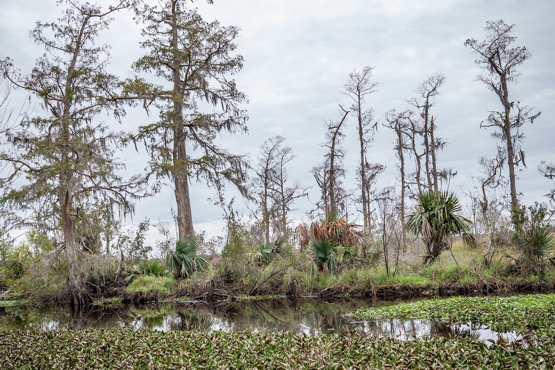 Barataria Preserve, Jean Lafitte National Park - New Orleans LA - by Alison Northway 2022