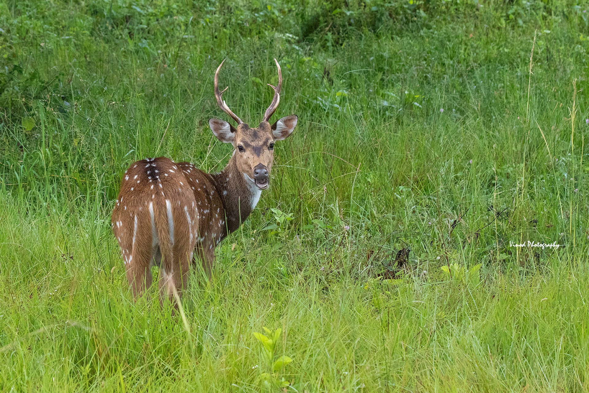 Spotted Deer