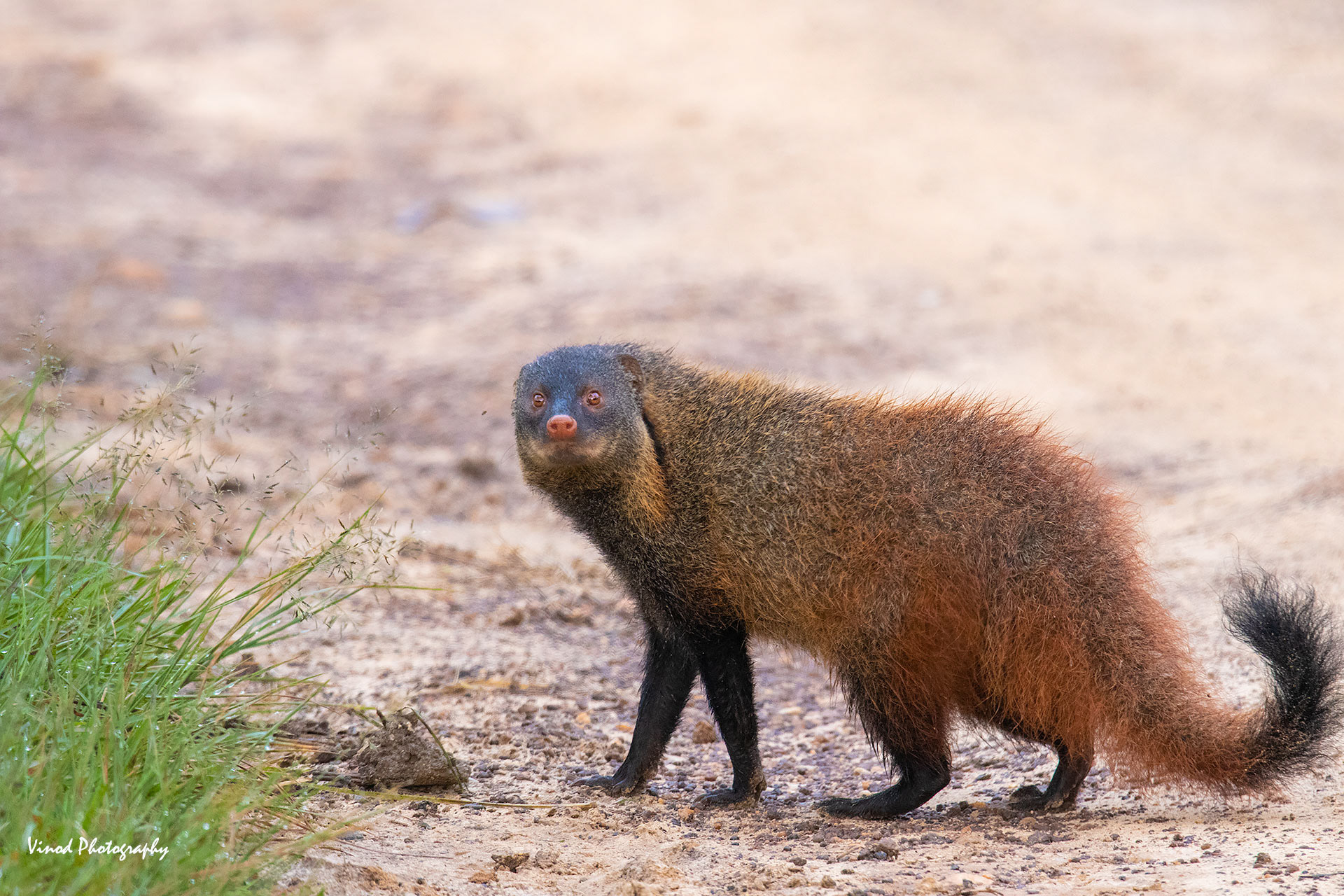 Stripe necked mongoose