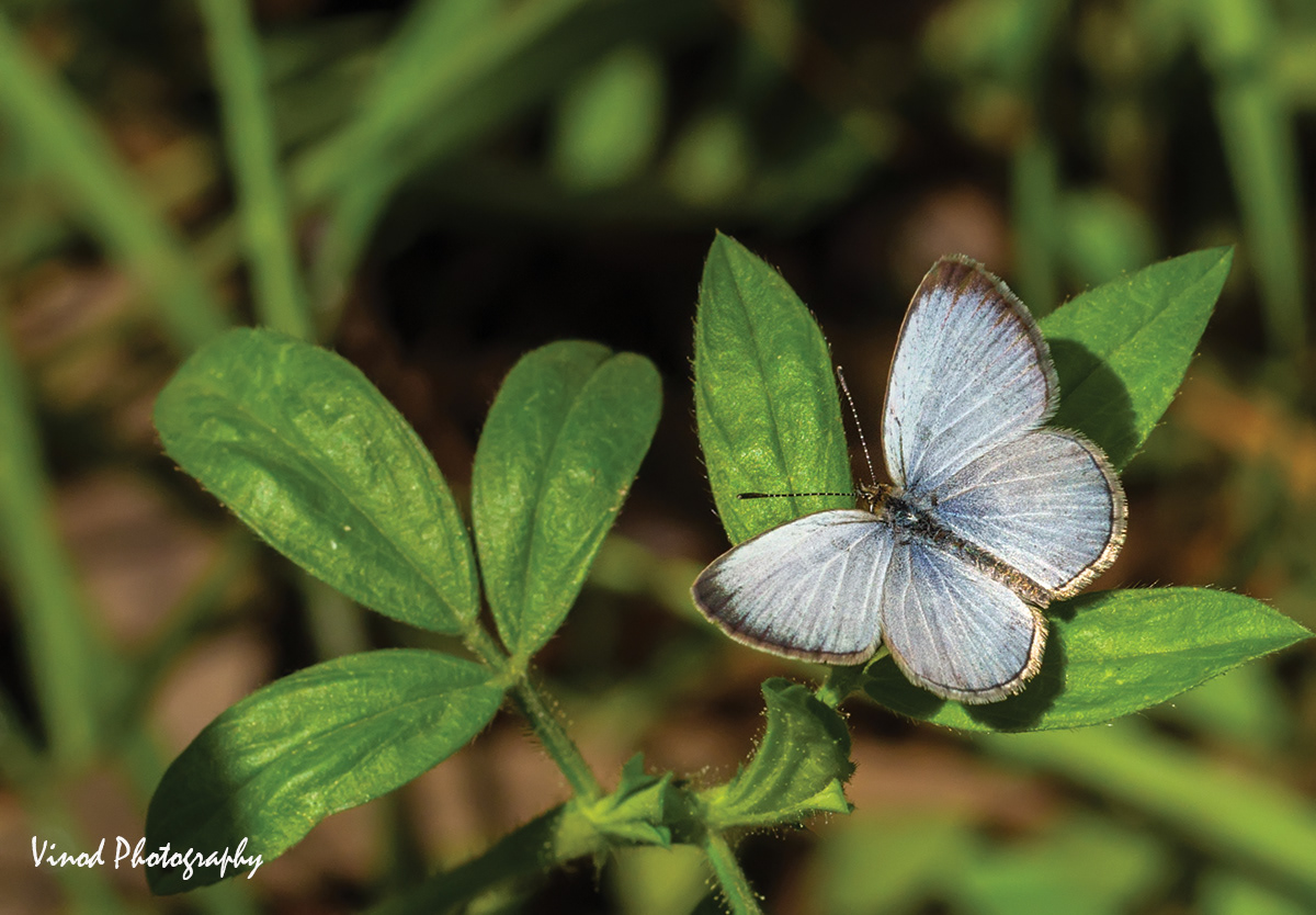 Plae Grass Blue