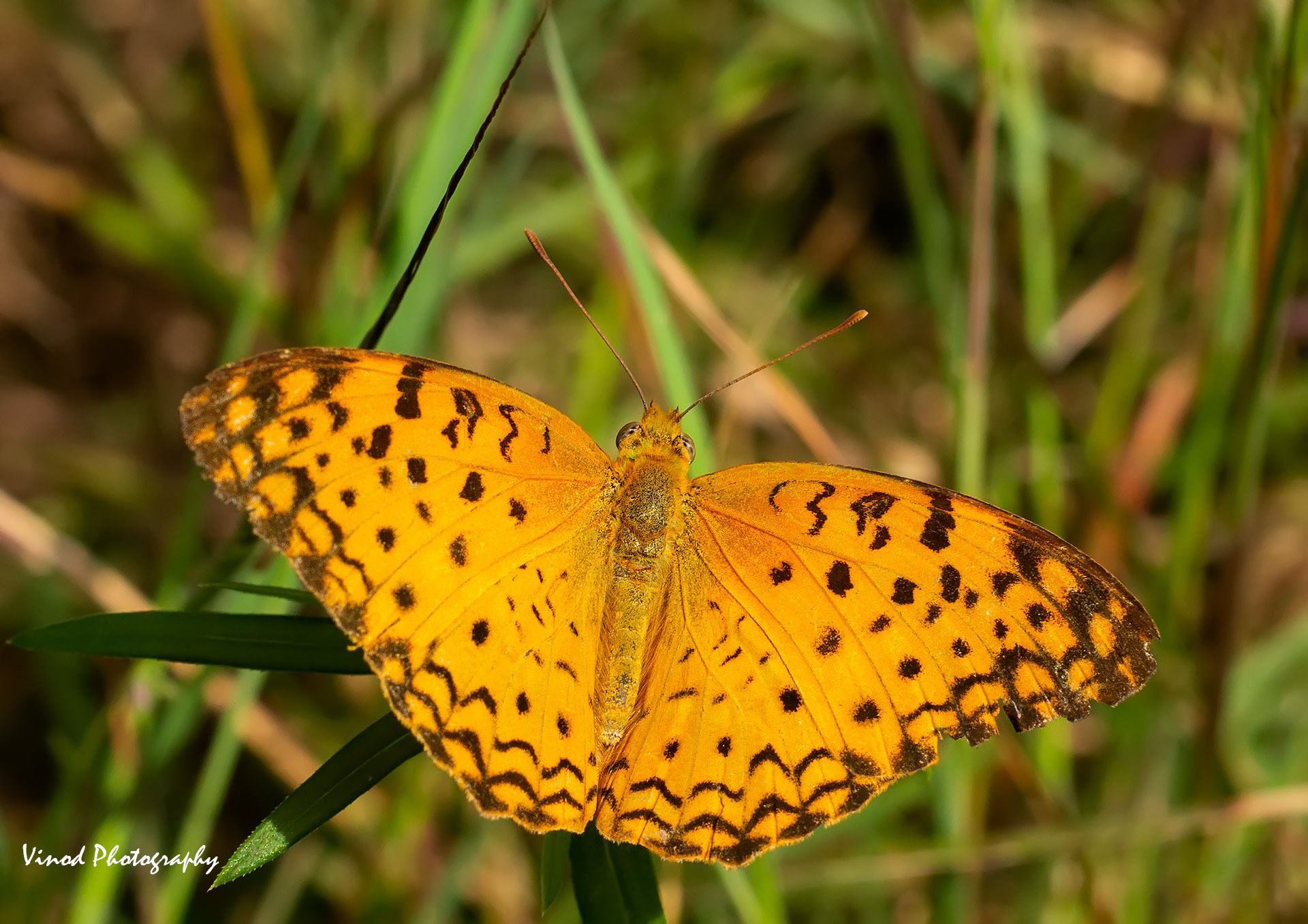 Common Leopard