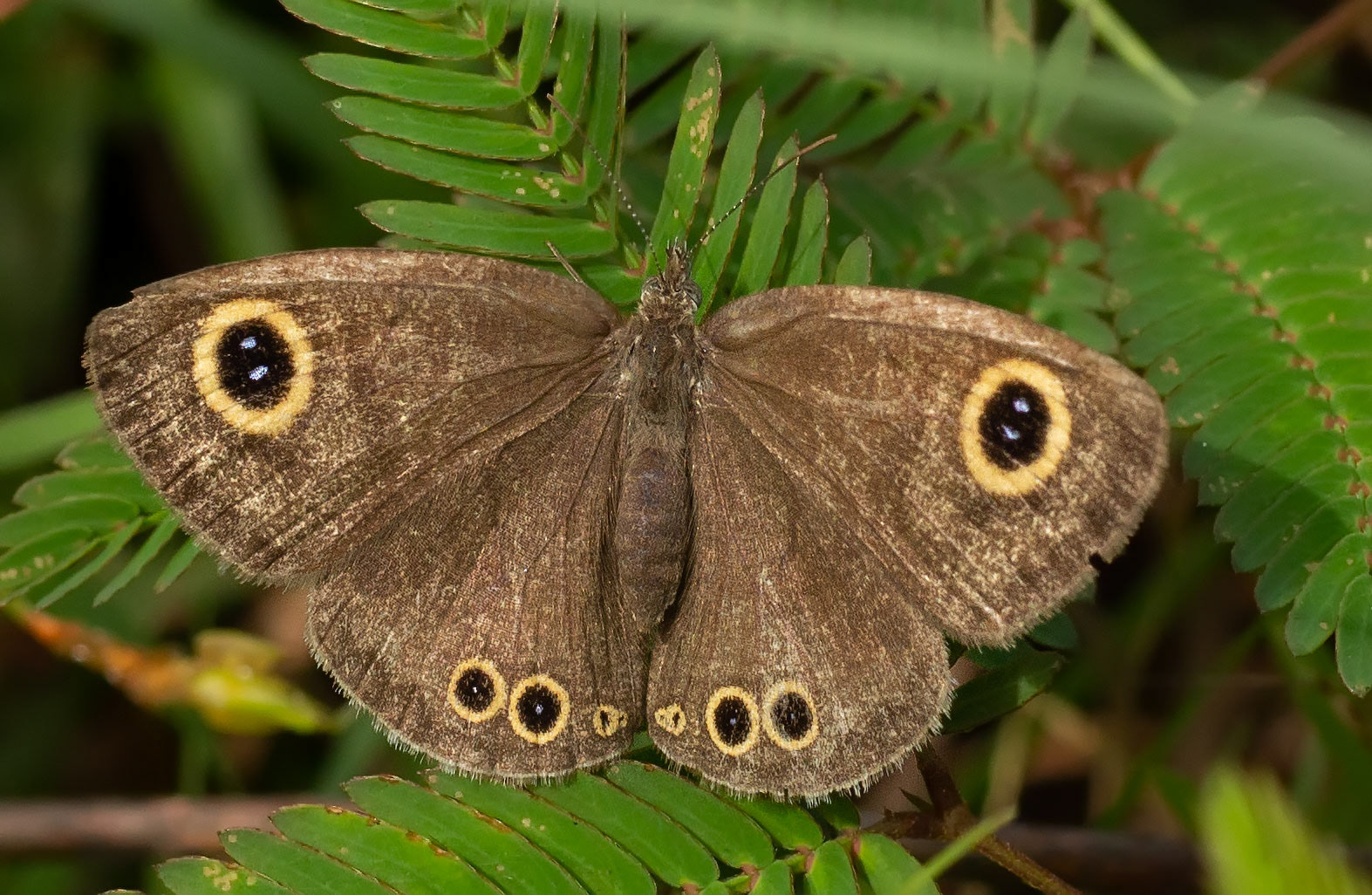 Common Four Ring