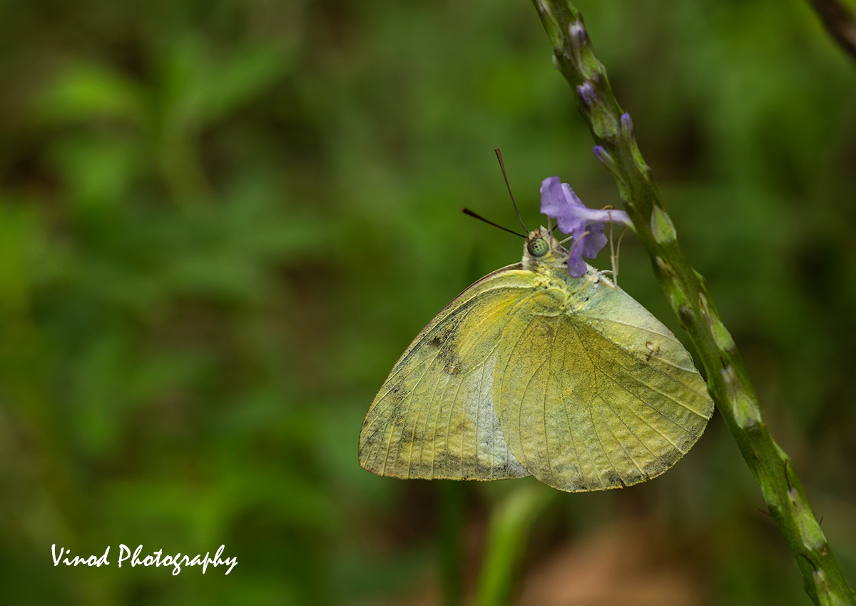 Common Emigrant