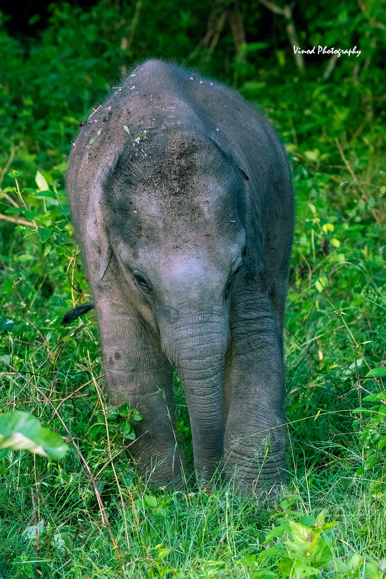 Elephant