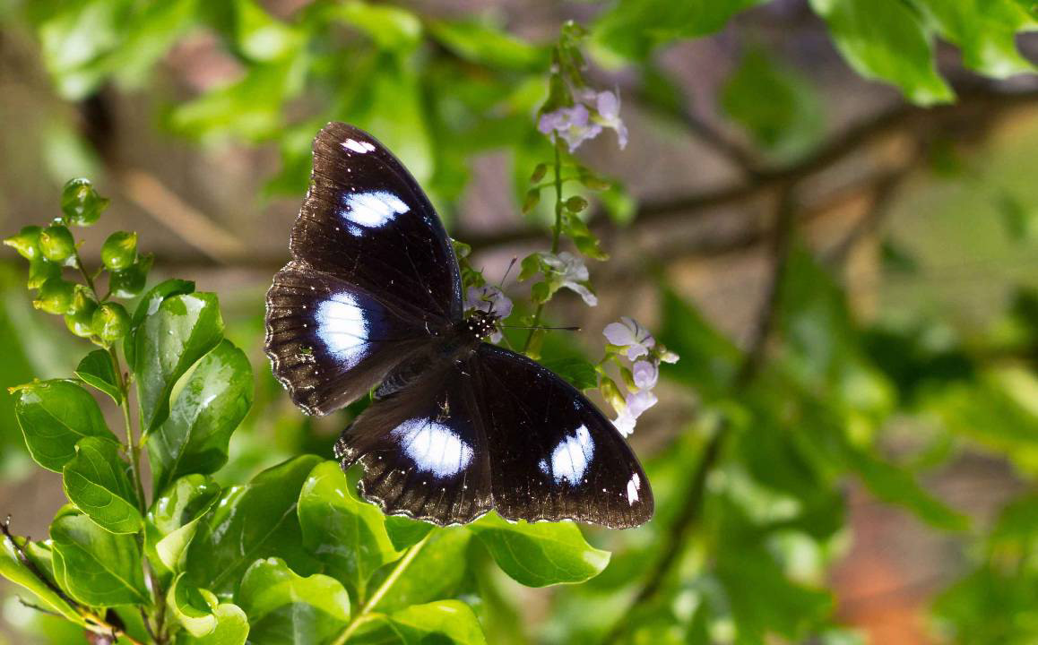 Egg Fly