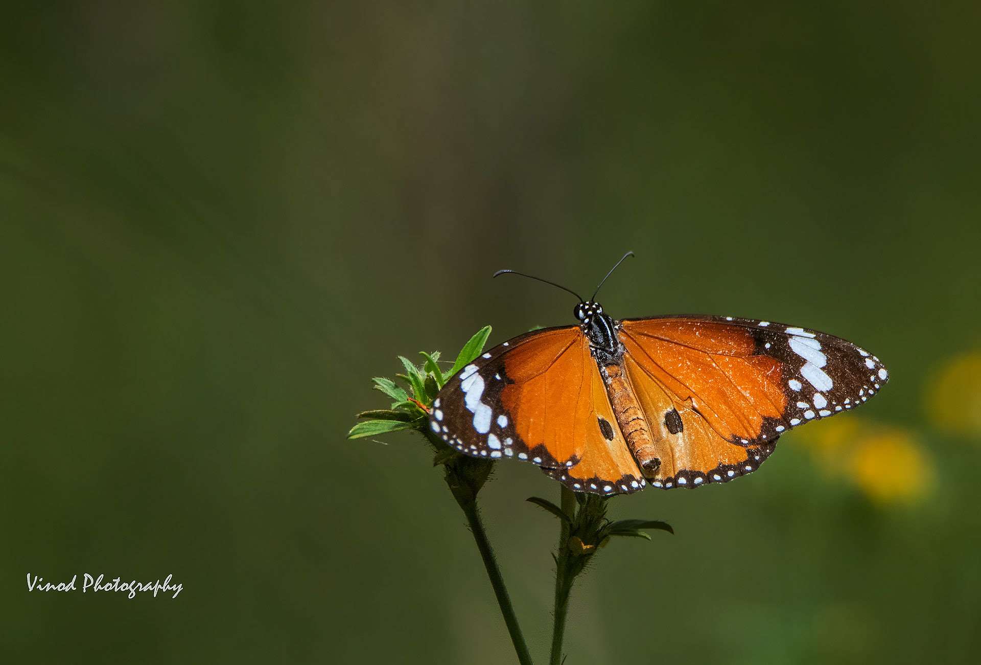 Plain Tiger