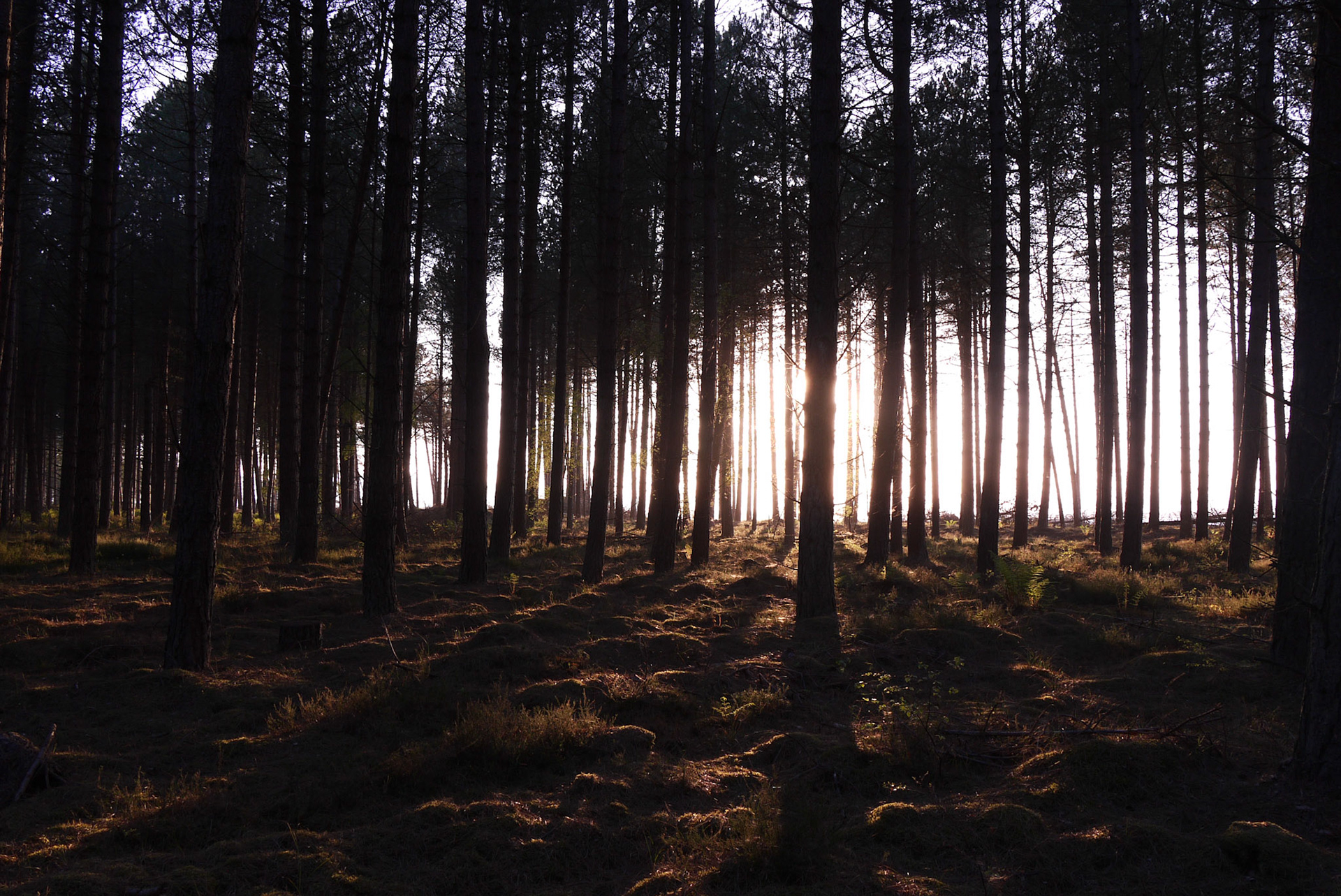 Tentsmuir Forest