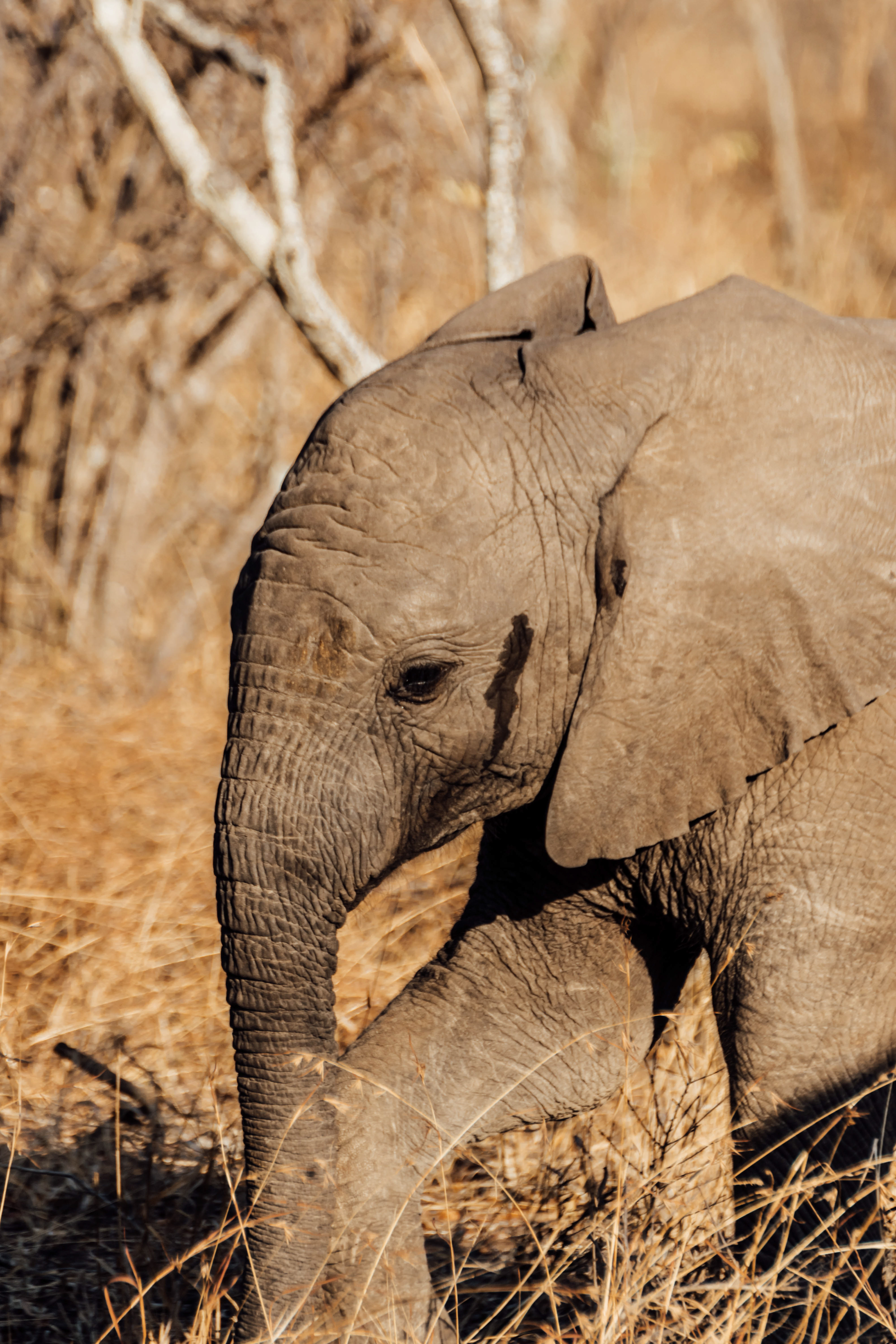 Kapama Private Game Reserve - Kruger National Park