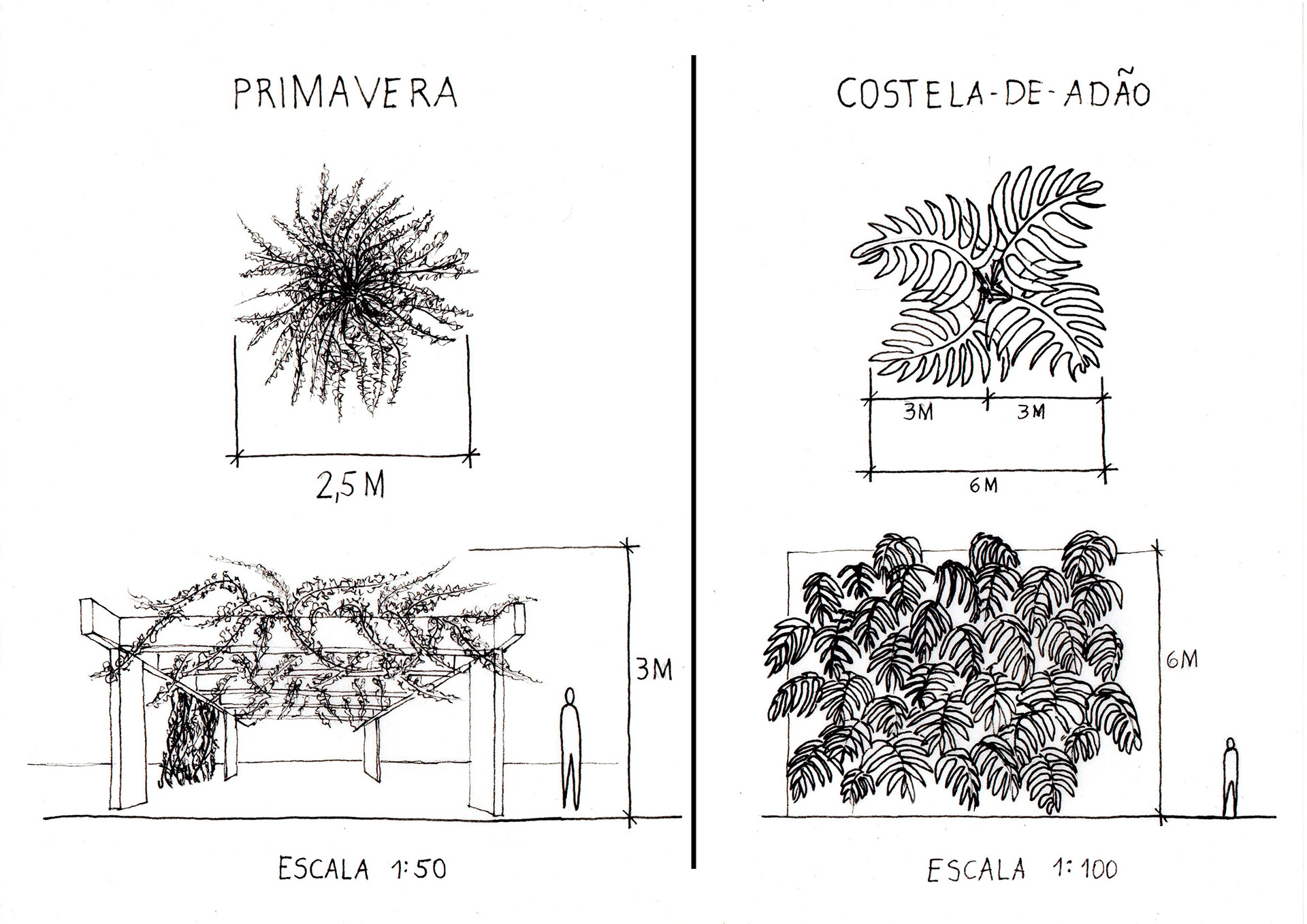 vegetação  Aula de Paisagismo