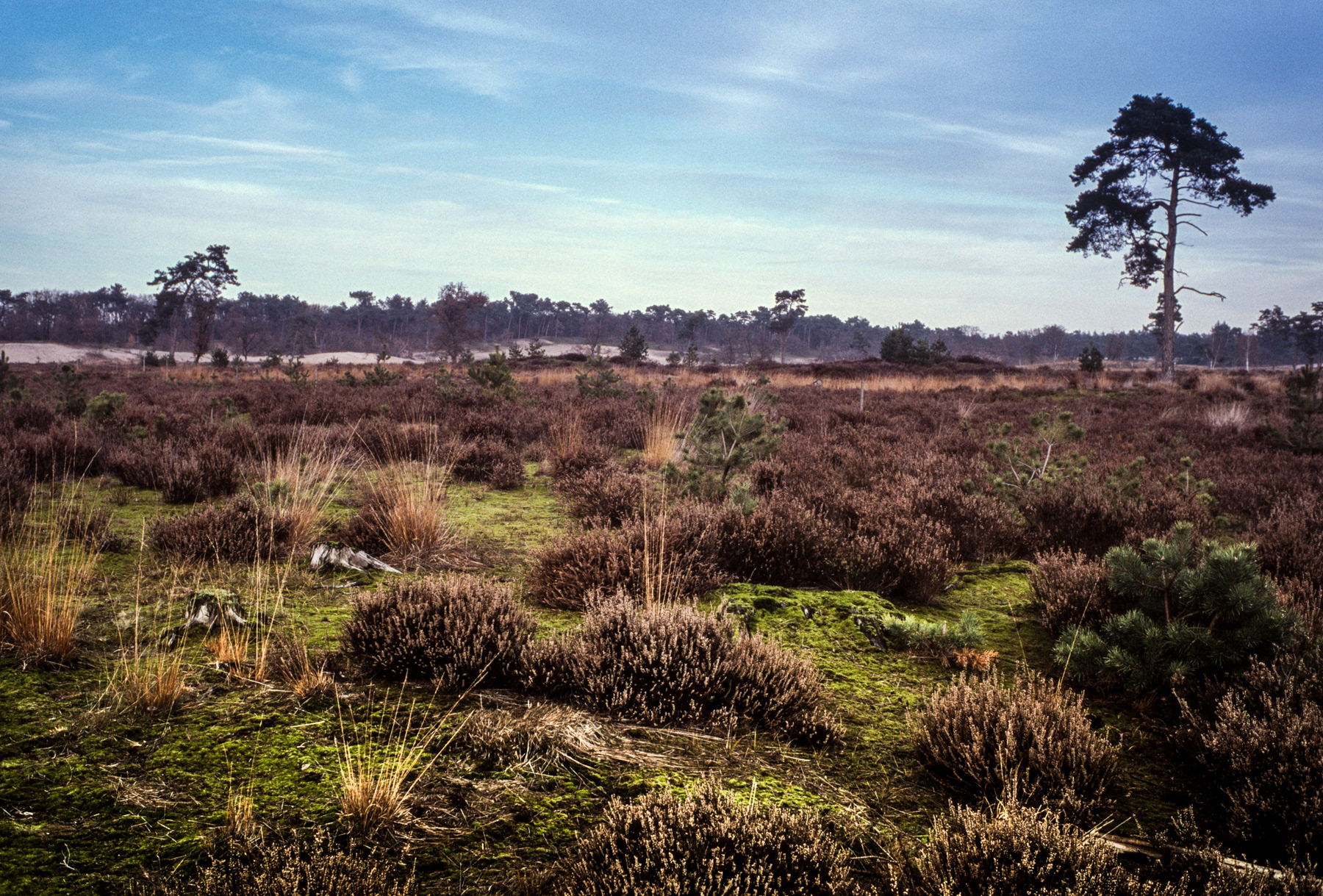André Dieterman De Loonse en Drunense Duinen National Park André Dieterman De Loonse en Drunense Duinen National Park