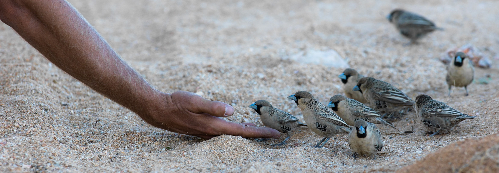 Wild Estreldid Finches cosy up to a friendly hand in the Klein-Aus campsite in southern Namibia