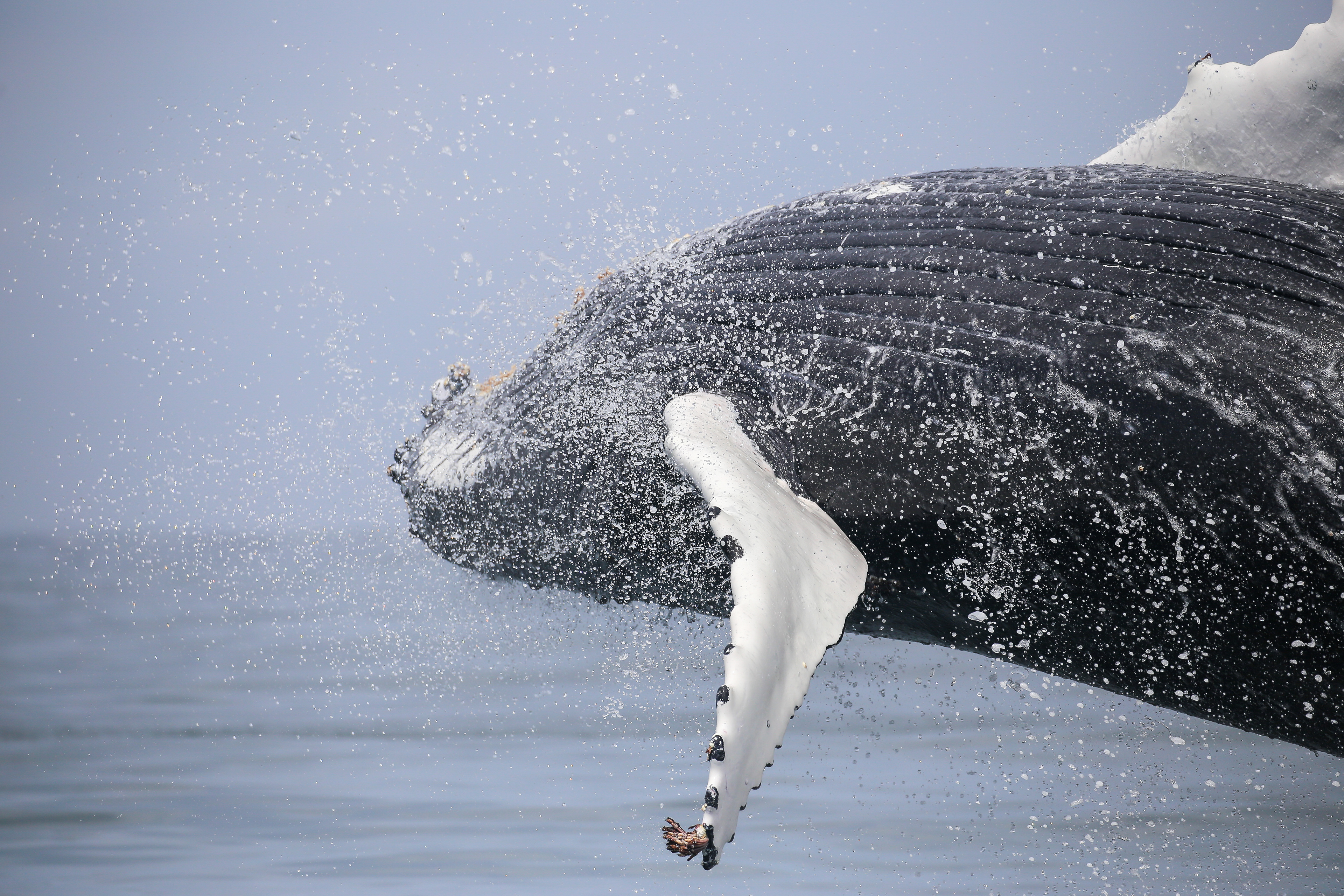 Breaching behavior is not fully understood, but it is believed to be one of the ways in which whales communicate