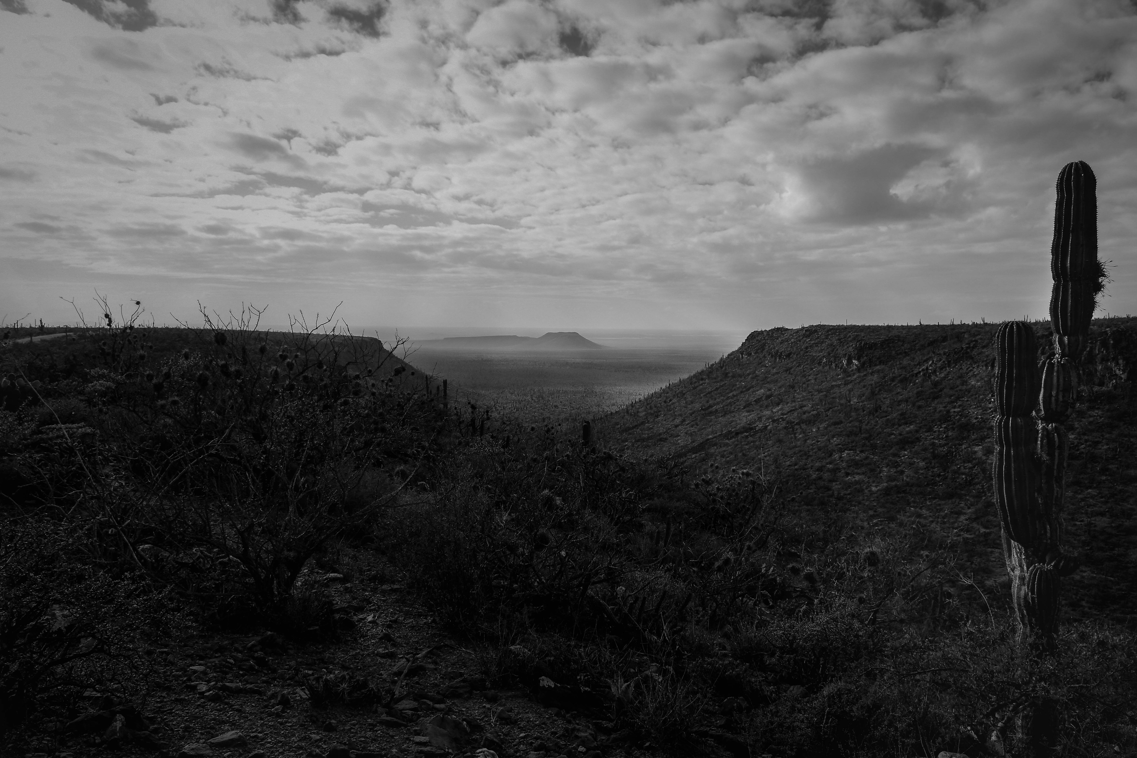 Vizcaíno desert