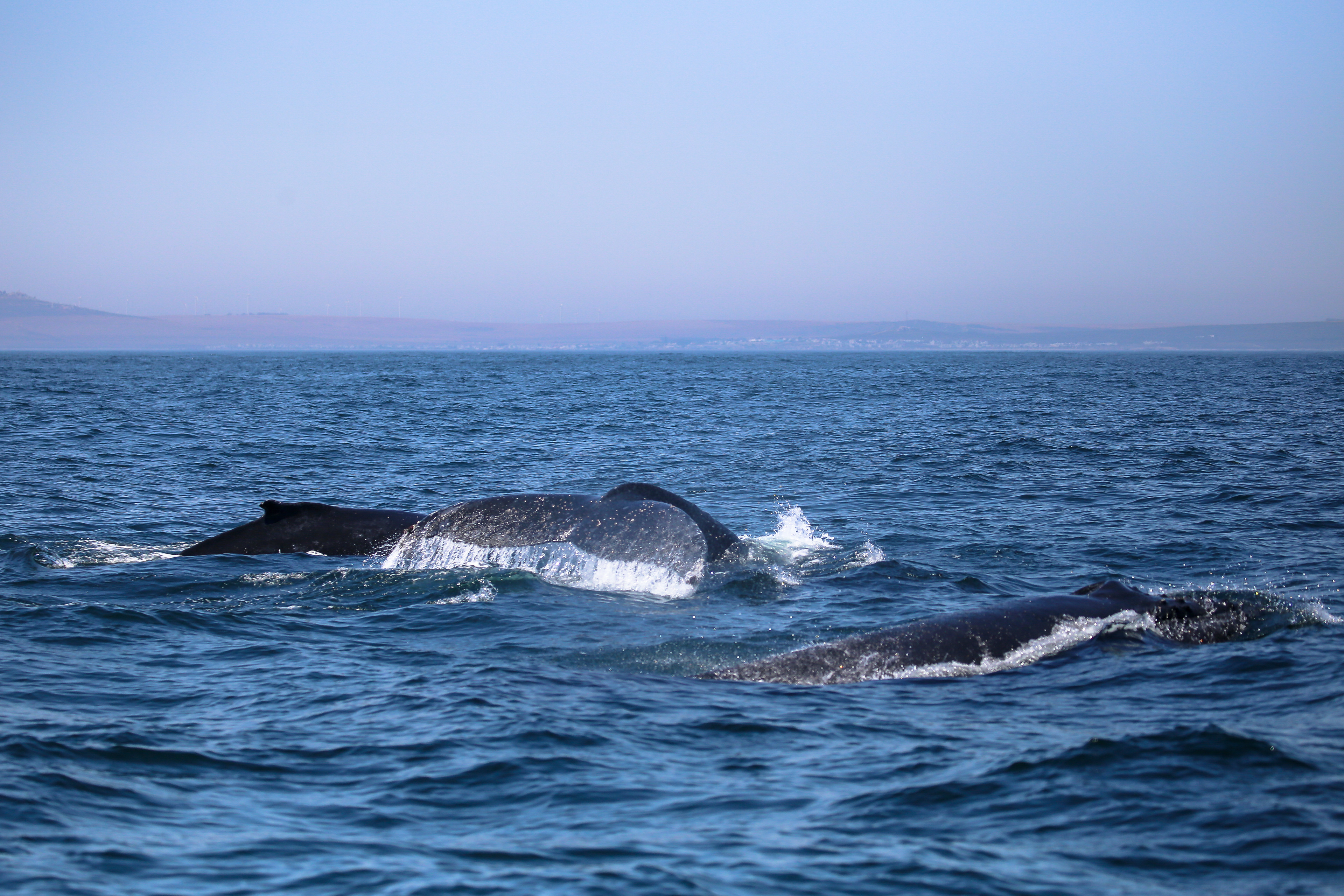 A trio of humpback whales traveling off the coast of Paternoster