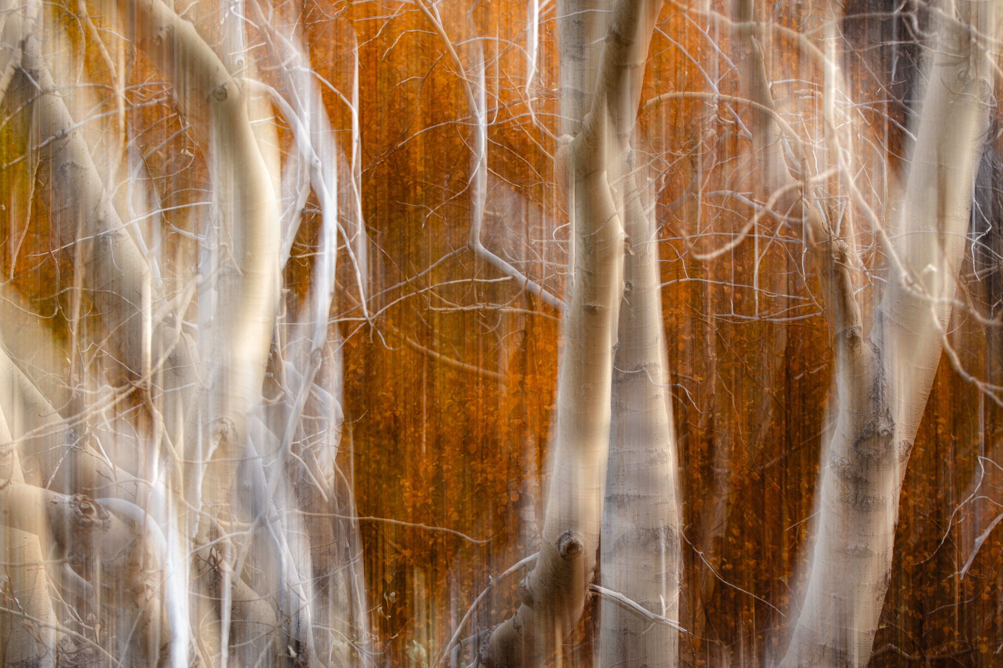 Aspens/Foliage